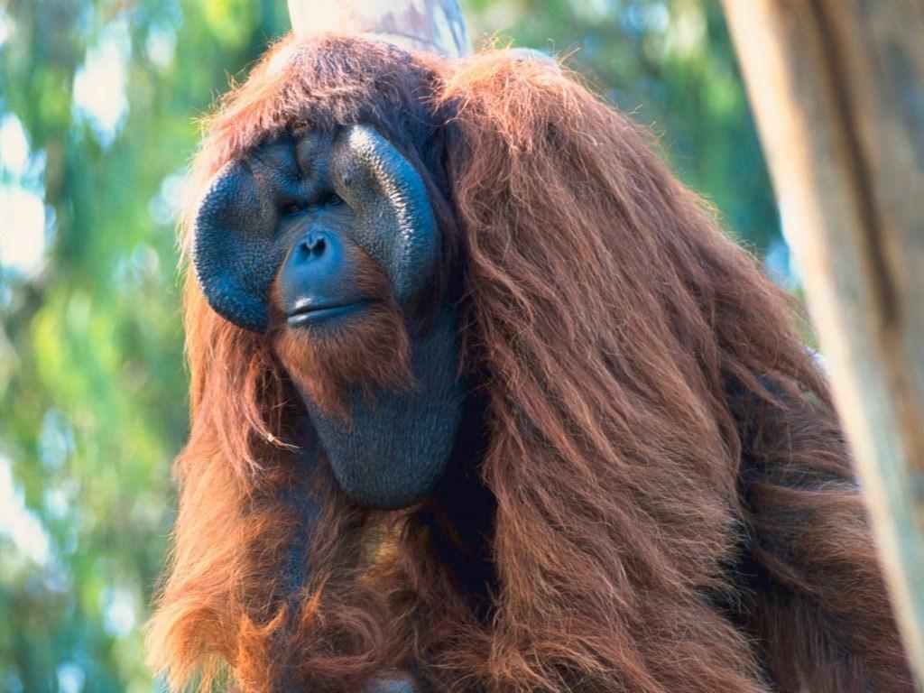 1024x768 Most viewed Orangutan wallpaperK Wallpaper