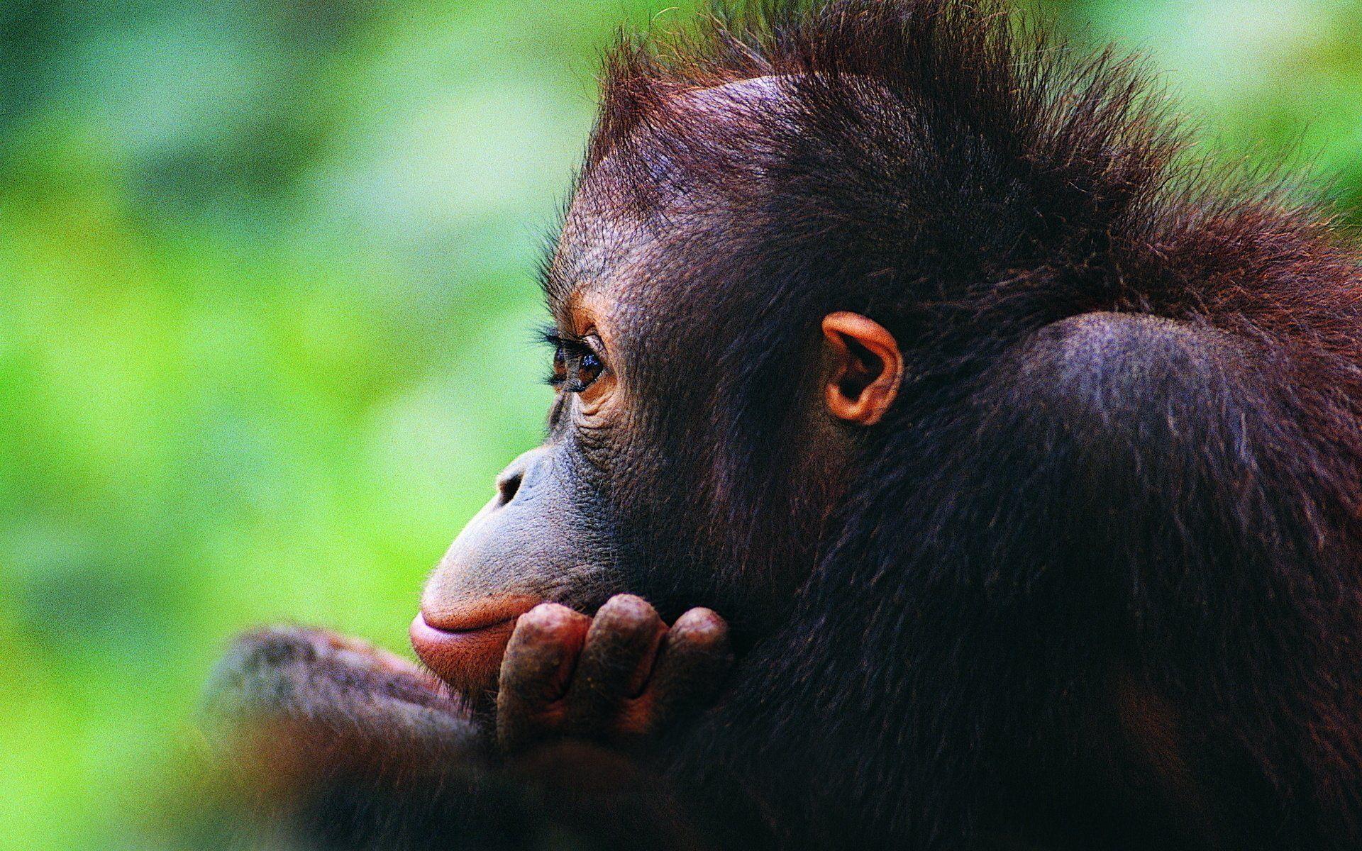 1920x1200 Animal Orangutan Wallpaper. Orangutan, Orangutang, Monkey