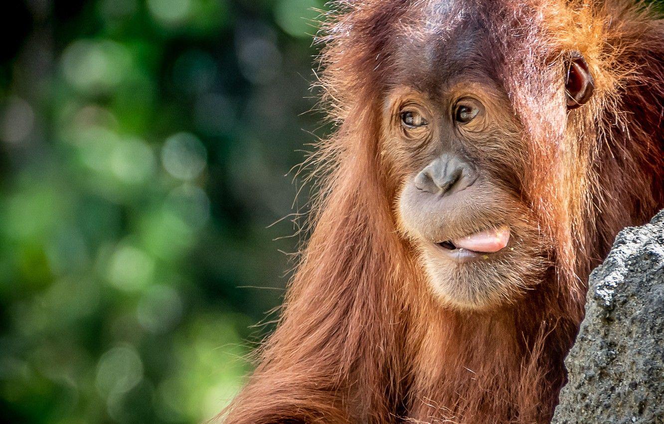 1332x850 Wallpaper language, red, orangutan image for desktop, section