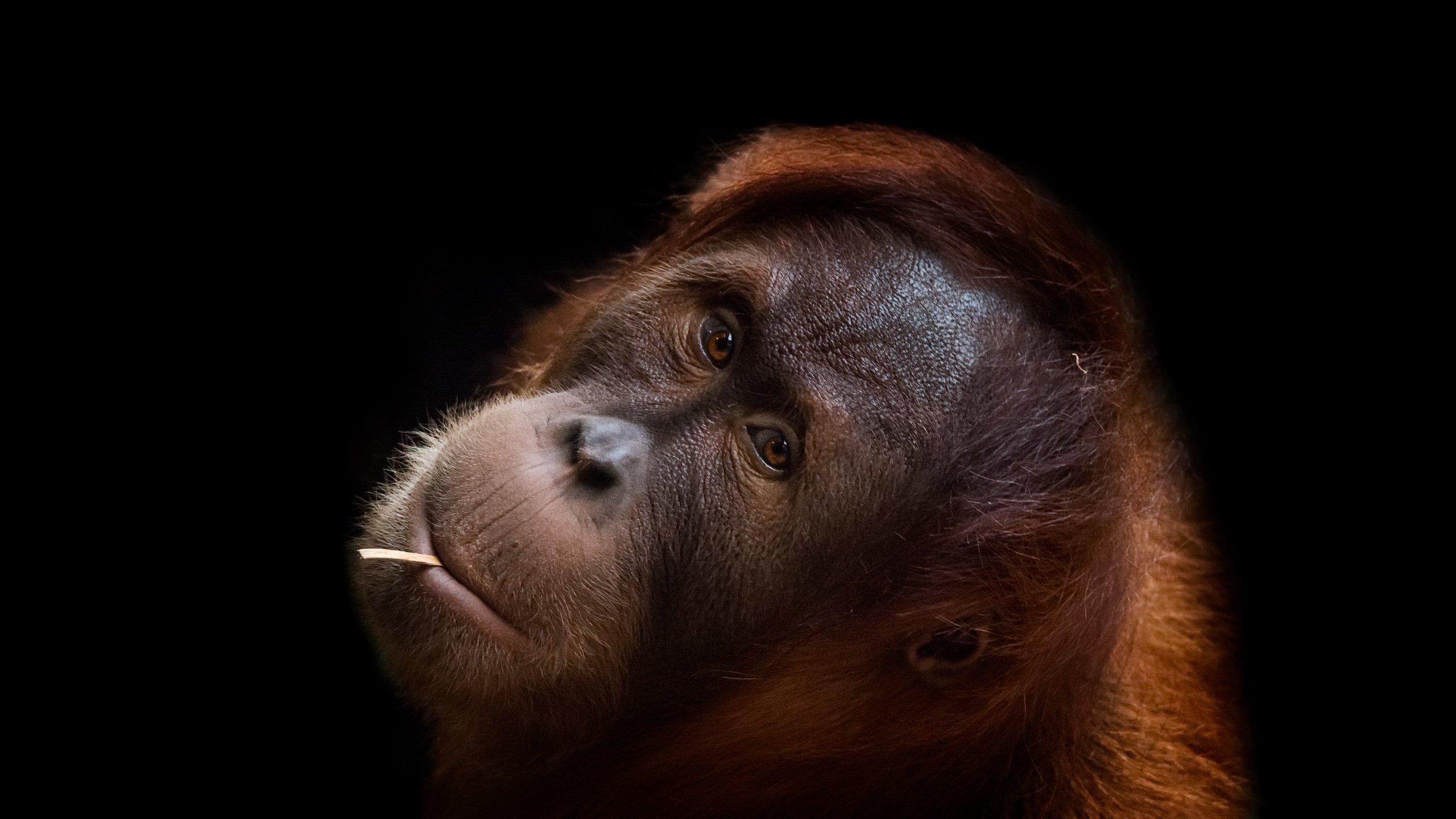 2560x1440 Orangutan wallpaper 2560x1440 desktop background