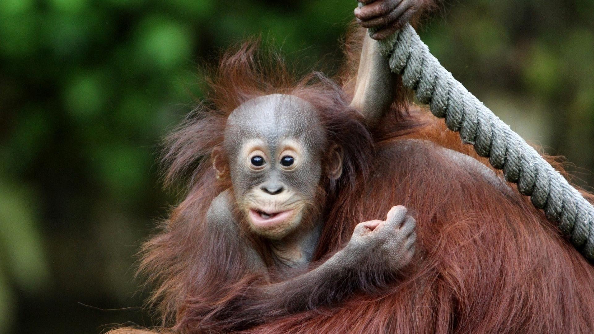 1920x1080 Baby Orangutan Wallpaper