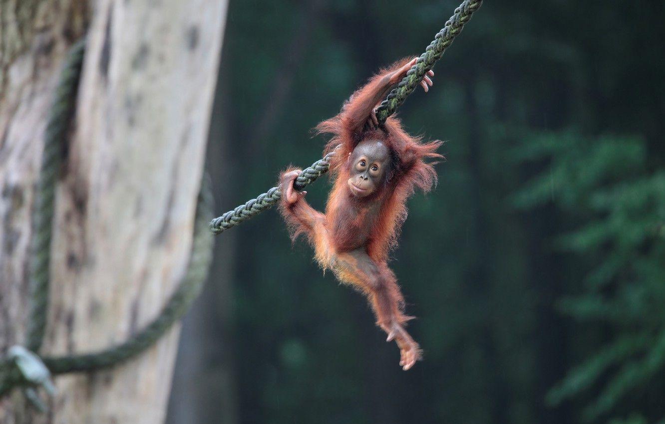 1332x850 Wallpaper baby, rope, orangutan image for desktop, section