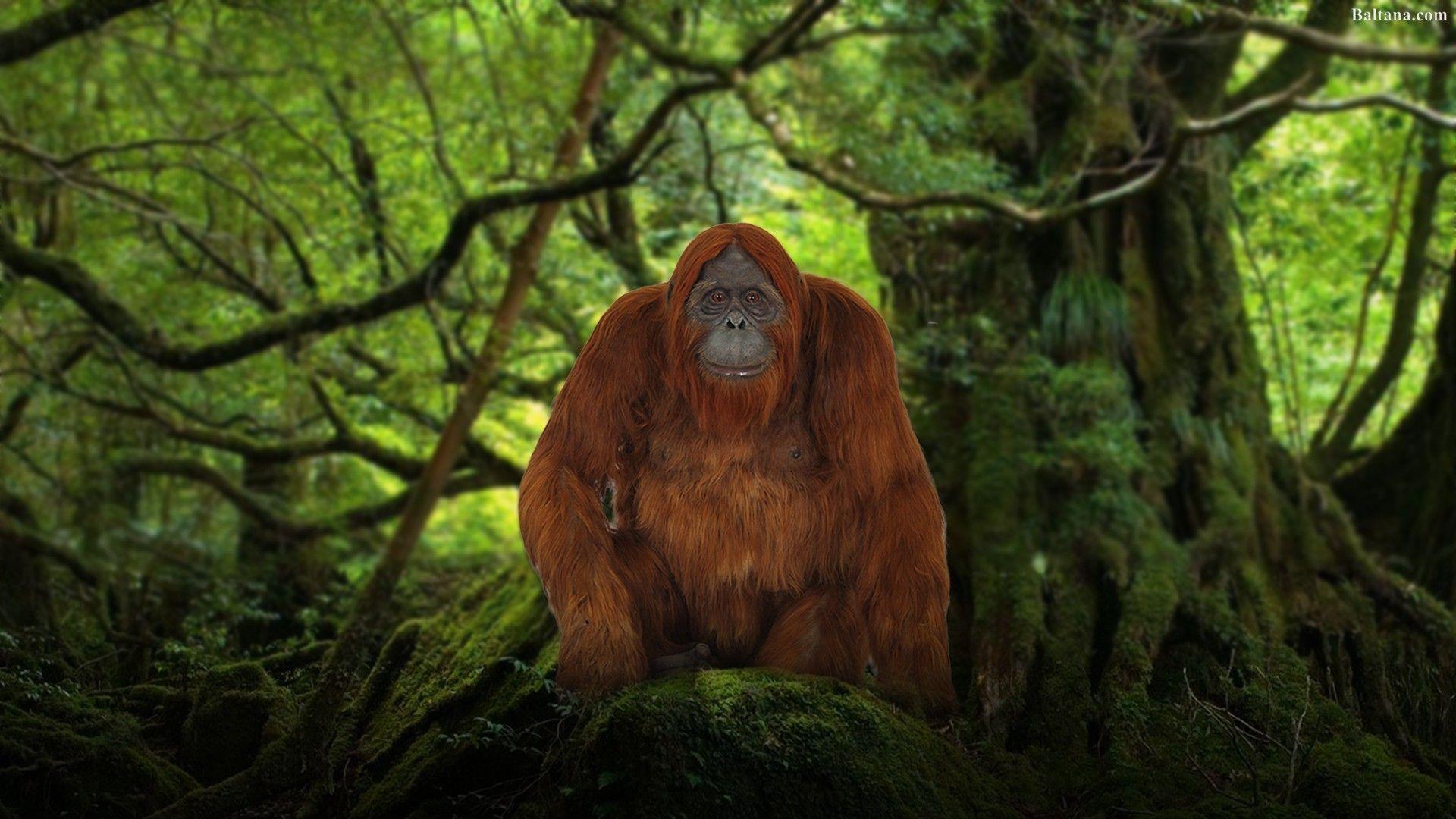 Orangutan Wallpapers - Top Free Orangutan Backgrounds - WallpaperAccess