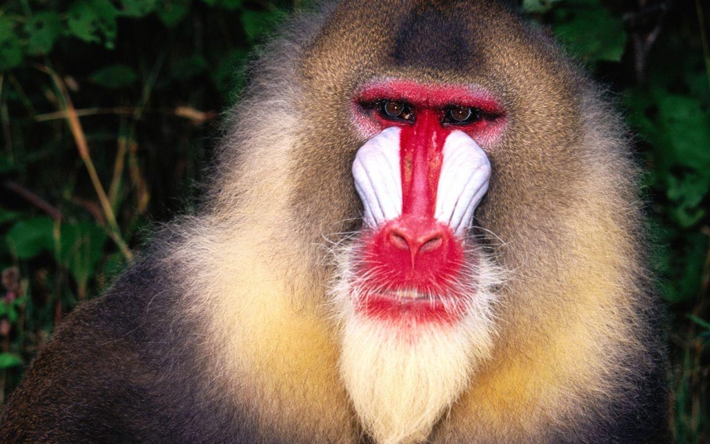 1440x900 Monkey orangutan wallpaper (2) Wallpaper Download