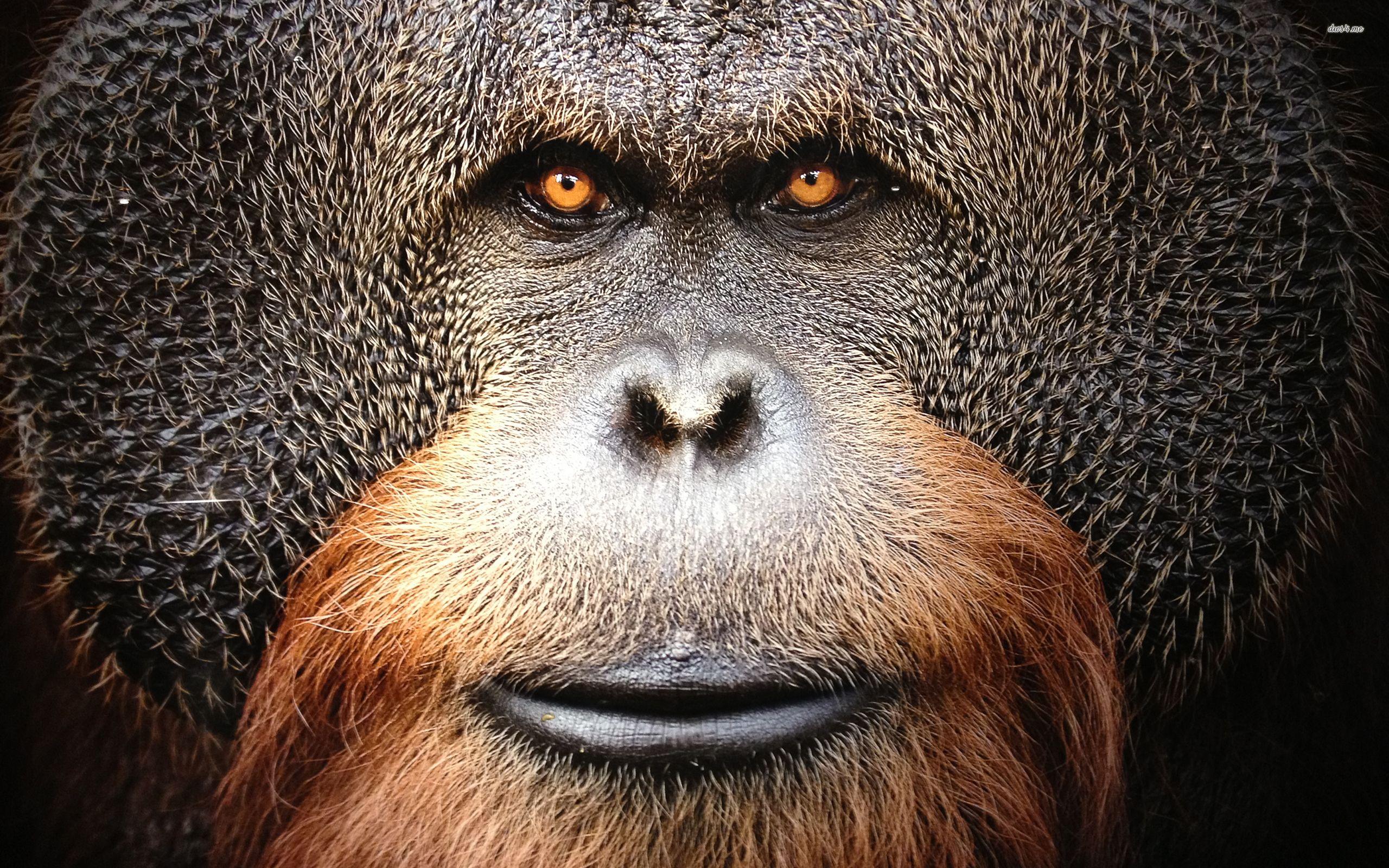 2560x1600 Orangutan wallpaper wallpaper