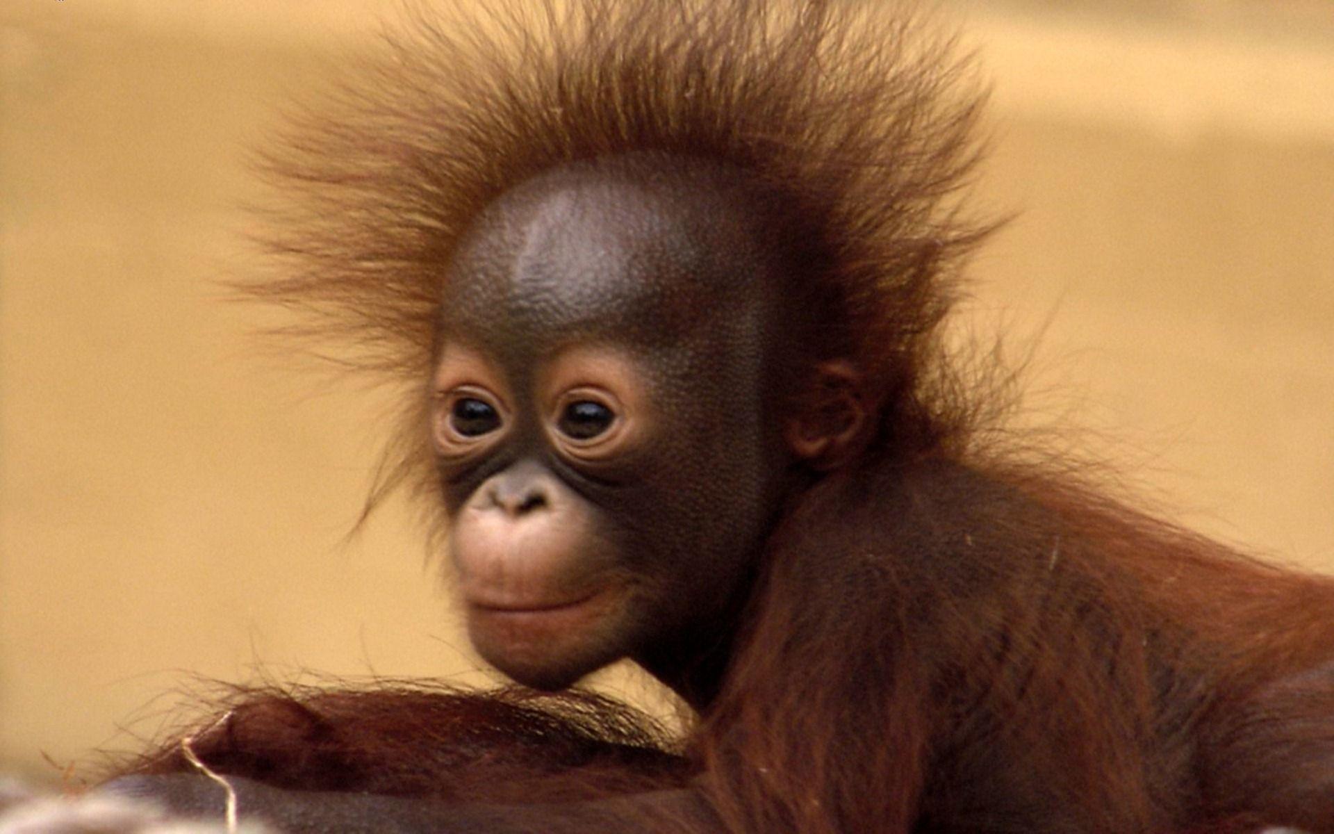 1920x1200 Baby Orangutan Wallpaper