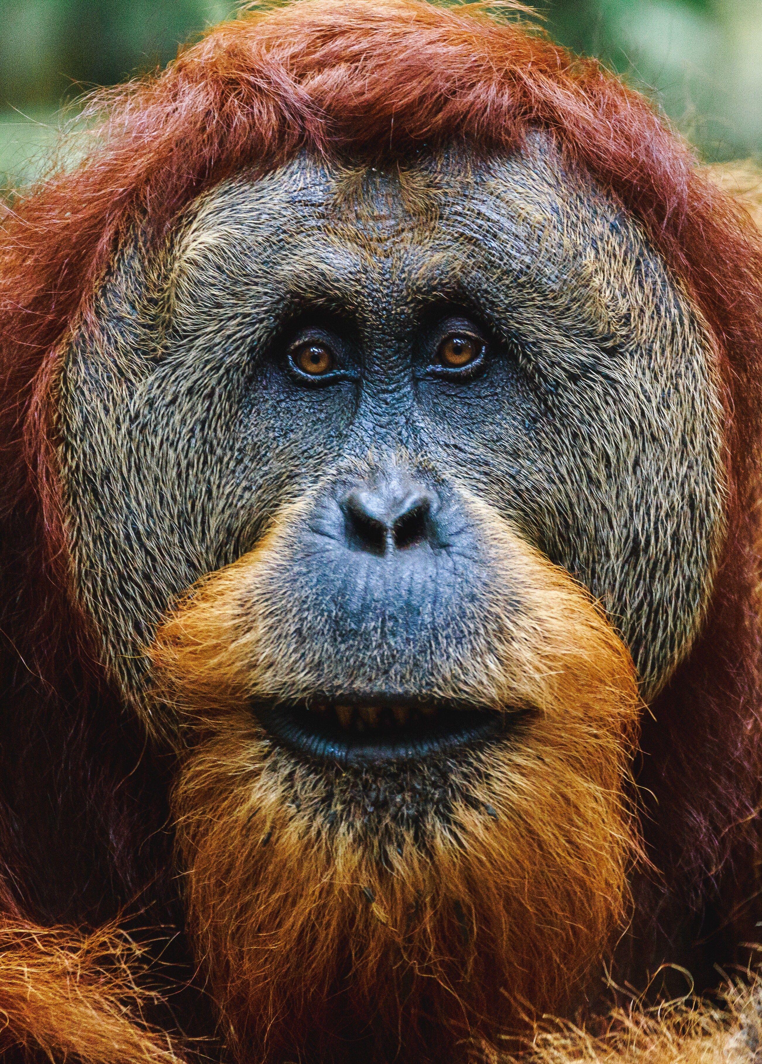 2604x3634 Orangutan Poster Wallpaper (Nature Background) For Tech