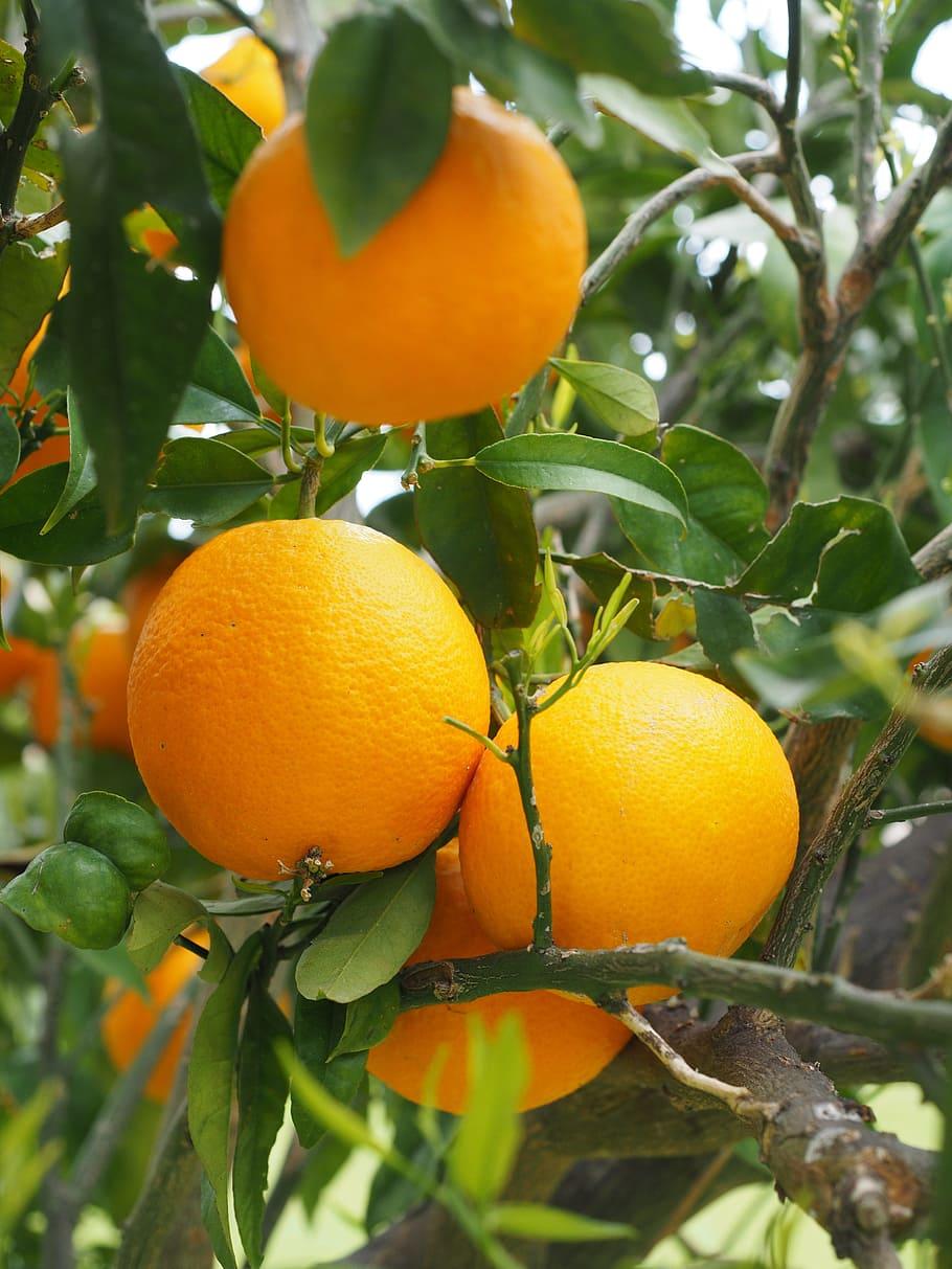 910x1213 HD wallpaper: oranges, fruits, orange tree, citrus fruits, leaves