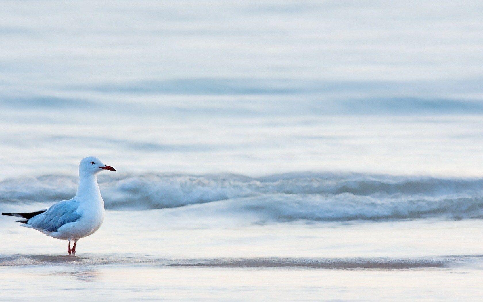 1680x1050 Ocean Seagull Beach Waves Desktop Wallpaper