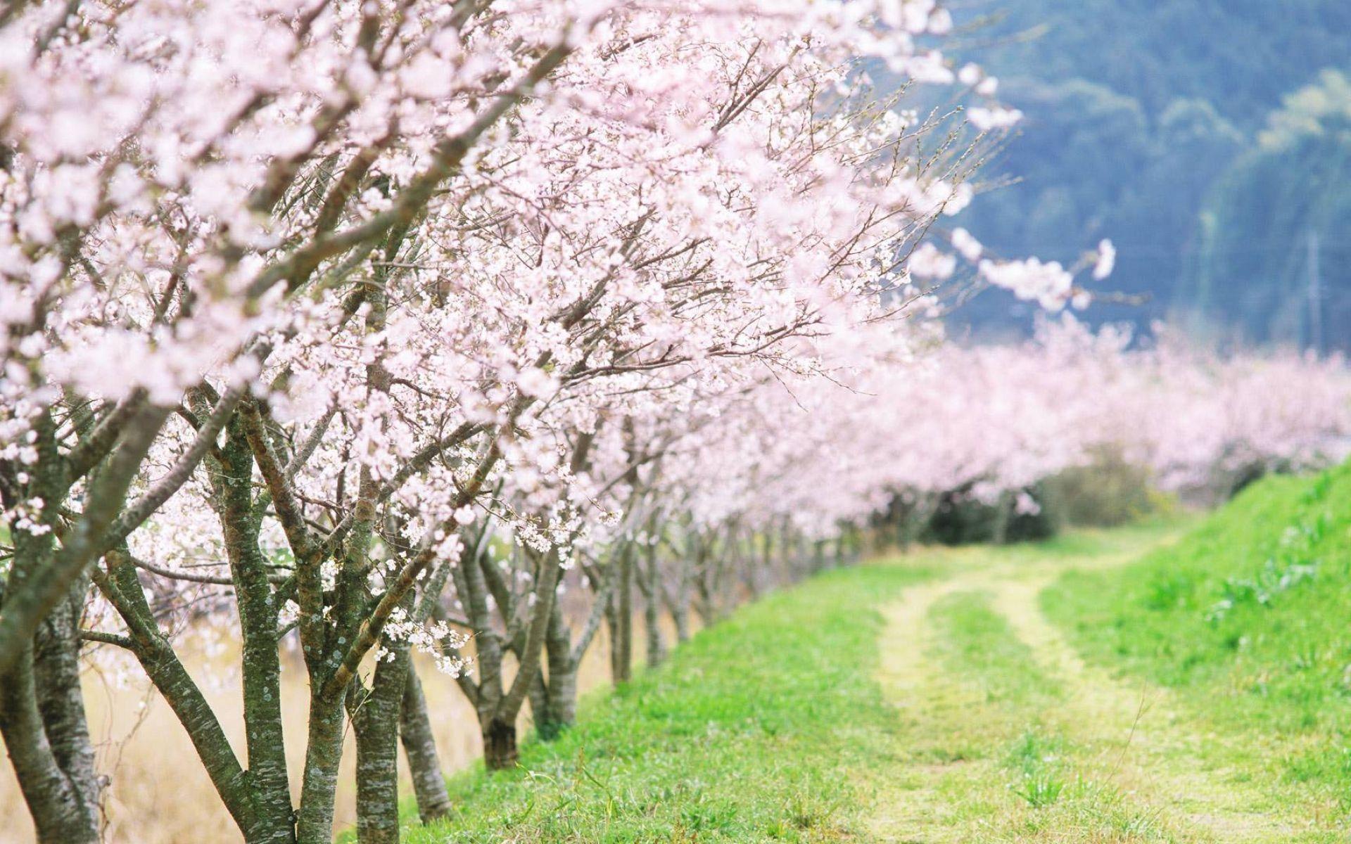 1920x1200 Spring blooms field flowers grass Trees HD wallpaperd