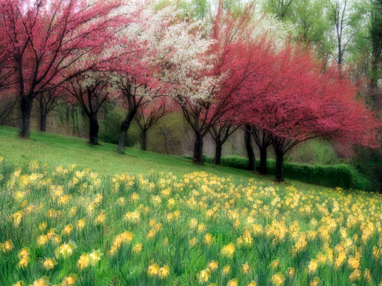 1600x1200 Download wallpaper: spring wallpaper, blooming trees, Flowers