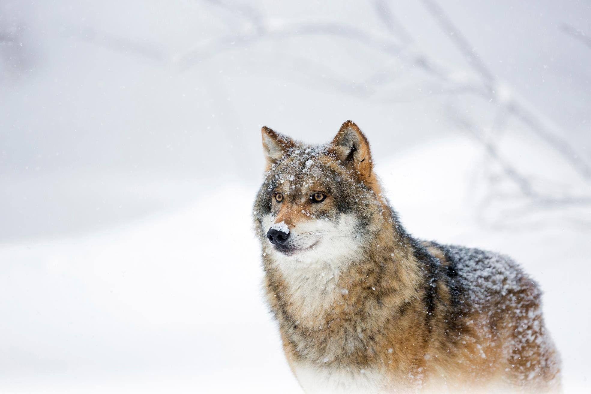 1969x1312 Handsome Animals Snow Nature Wolf Guy Winter Animal Wallpaper With
