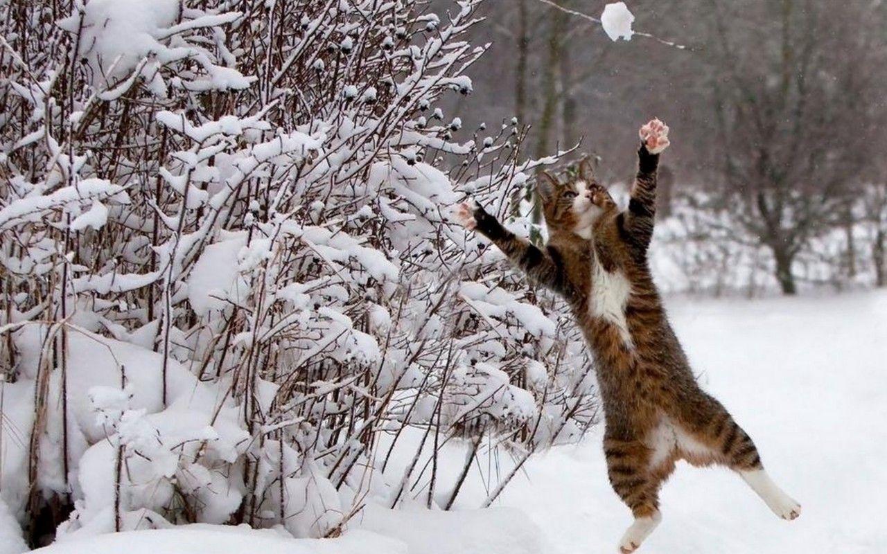 1280x800 Winter Animals Wallpaper Photo Earthly Wallpaper 1080p