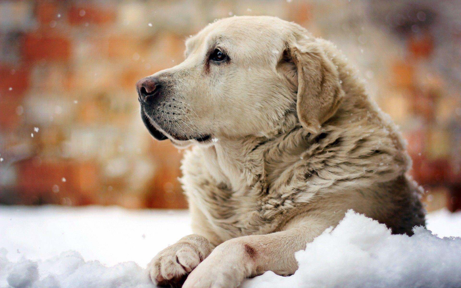 Winter Dog Wallpapers - Top Free Winter Dog Backgrounds - WallpaperAccess