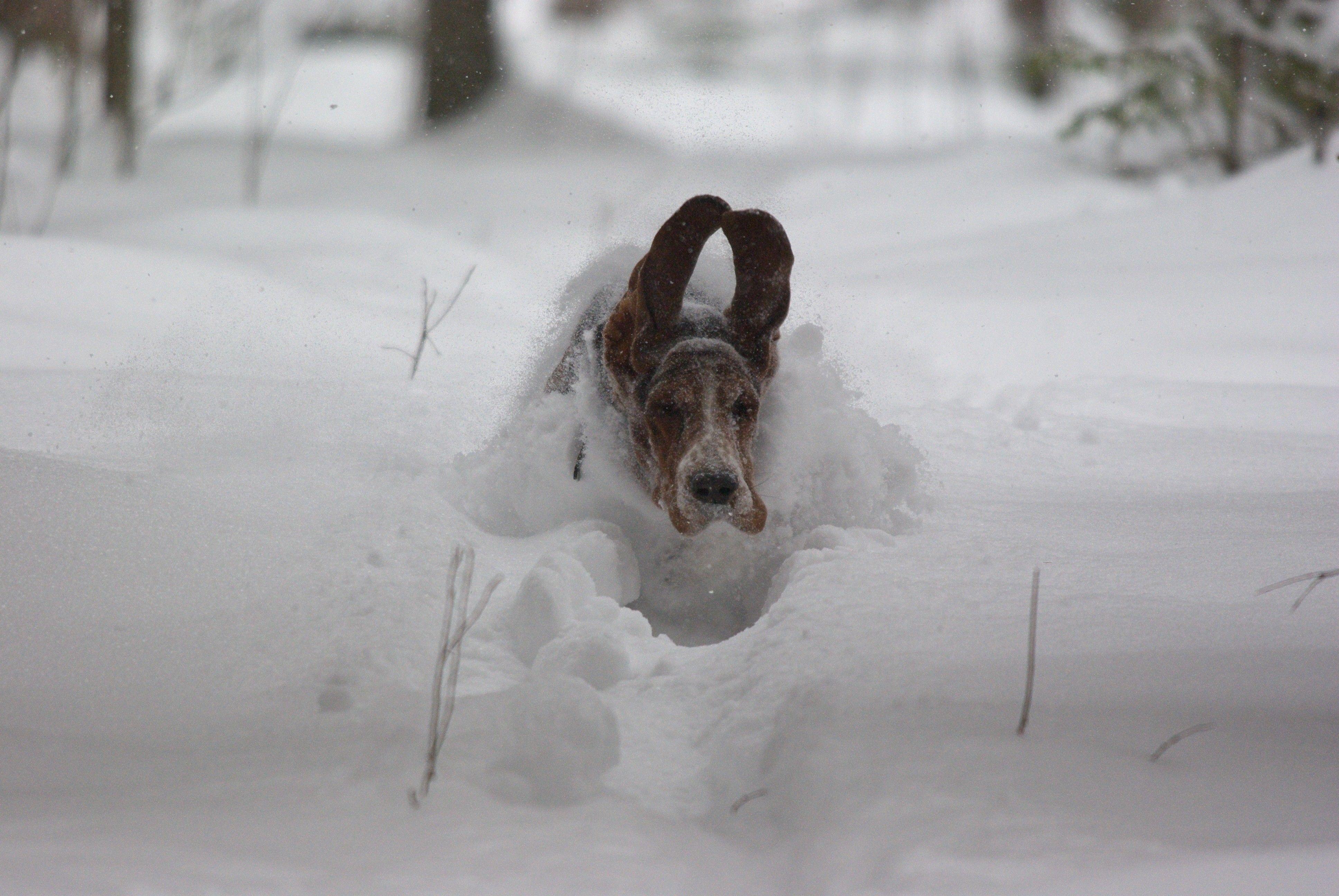 3872x2592 snow animals dogs basset hound 3872x2592 wallpaper High Quality