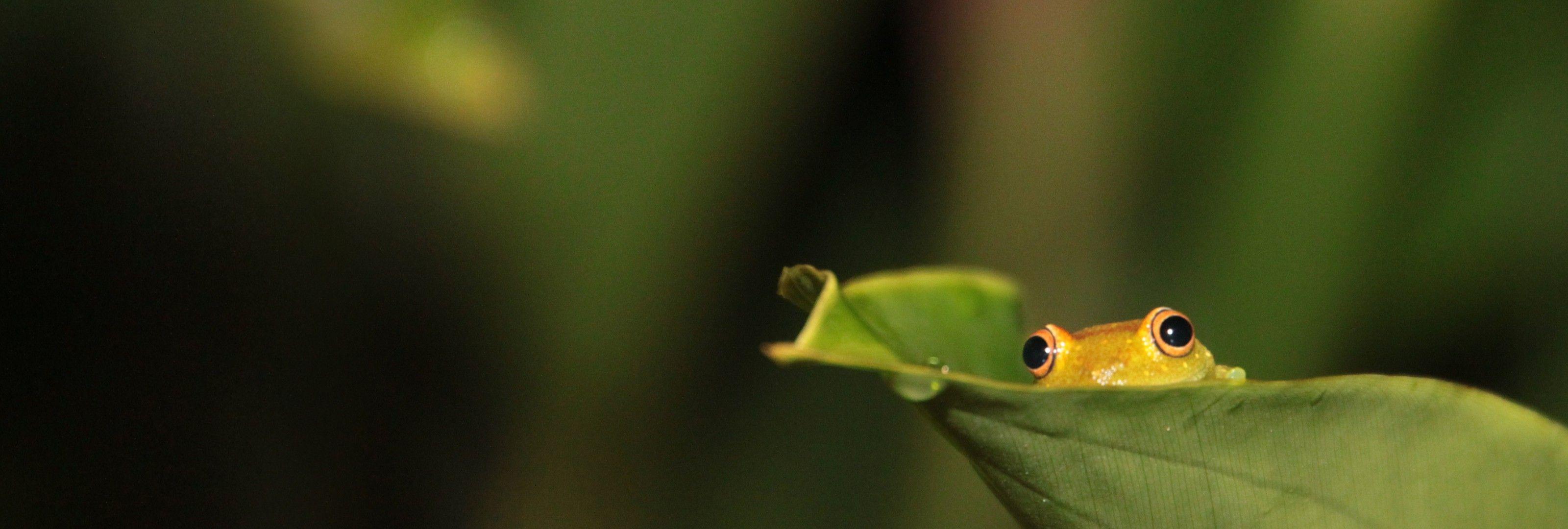3200x1080 Download Wallpaper frog eyes sheet leaf, 3200x Frog on a leaf