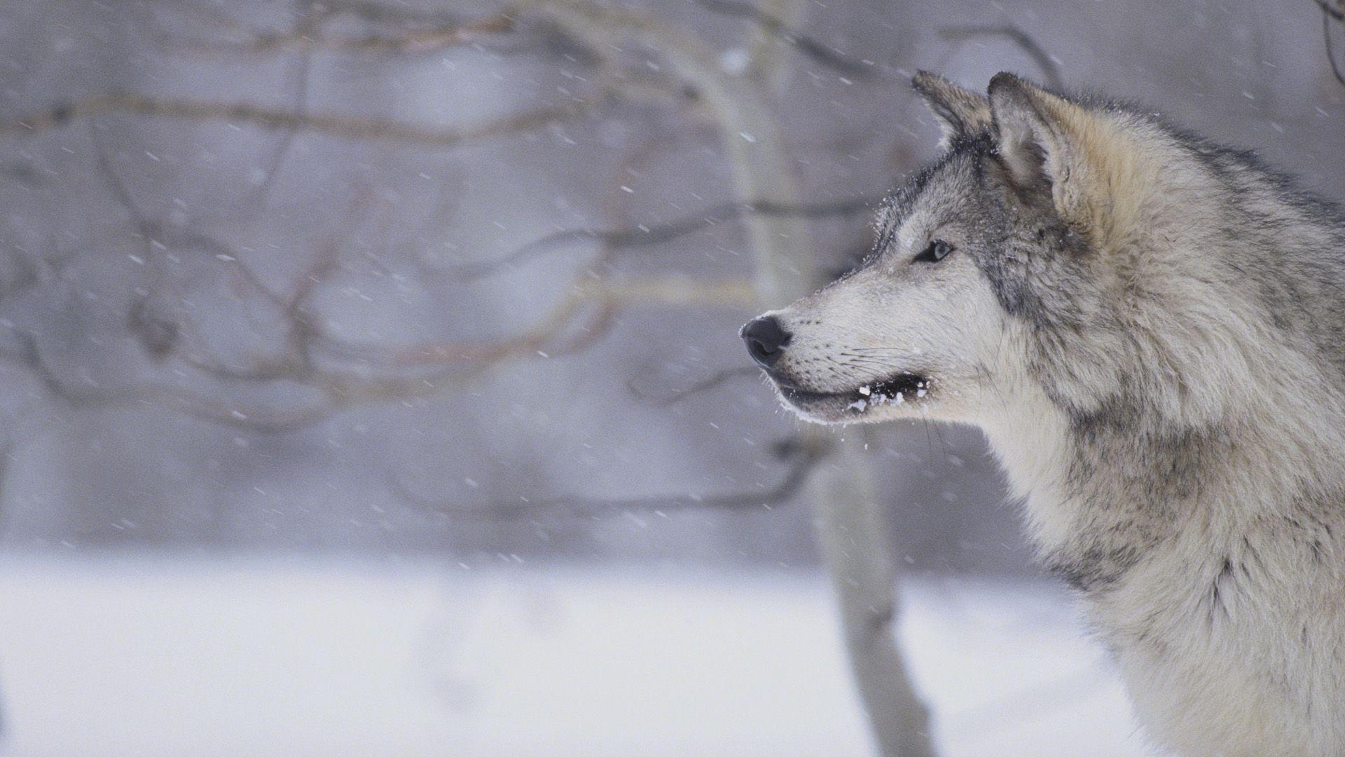 1920x1080 Gray Wolf In Snow Tweet Hd Wallpaper Animals Photo Gray