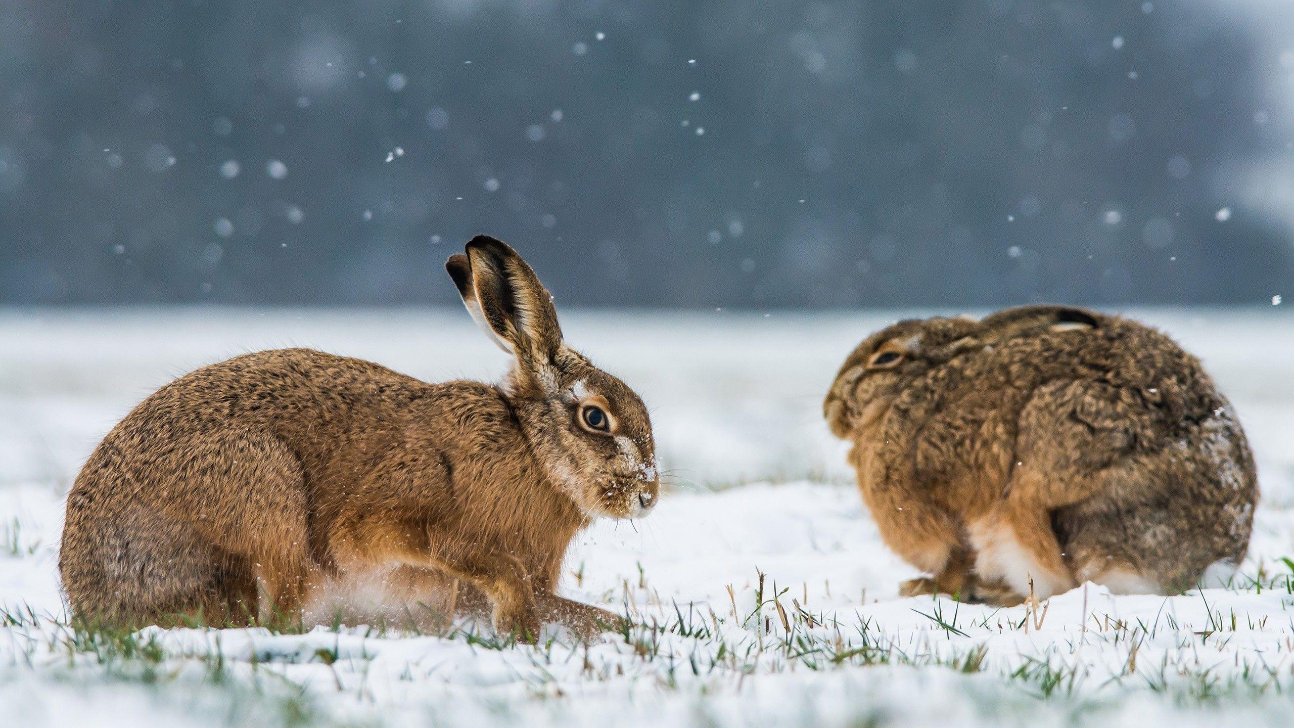 2560x1440 animals, Snow, Rabbits, Winter Wallpaper HD / Desktop and Mobile