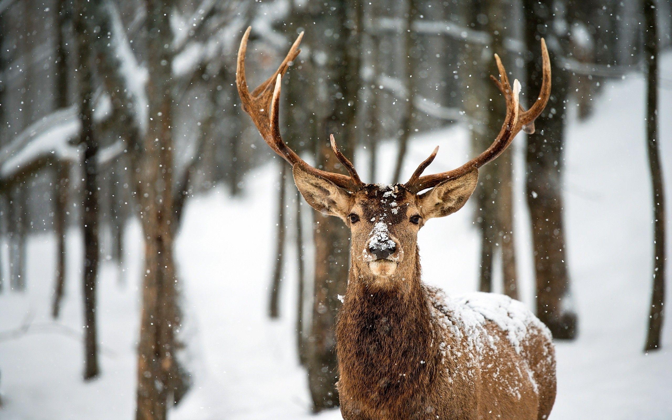 2560x1600 Deer in Snow Image, Deer in Snow Wallpaper