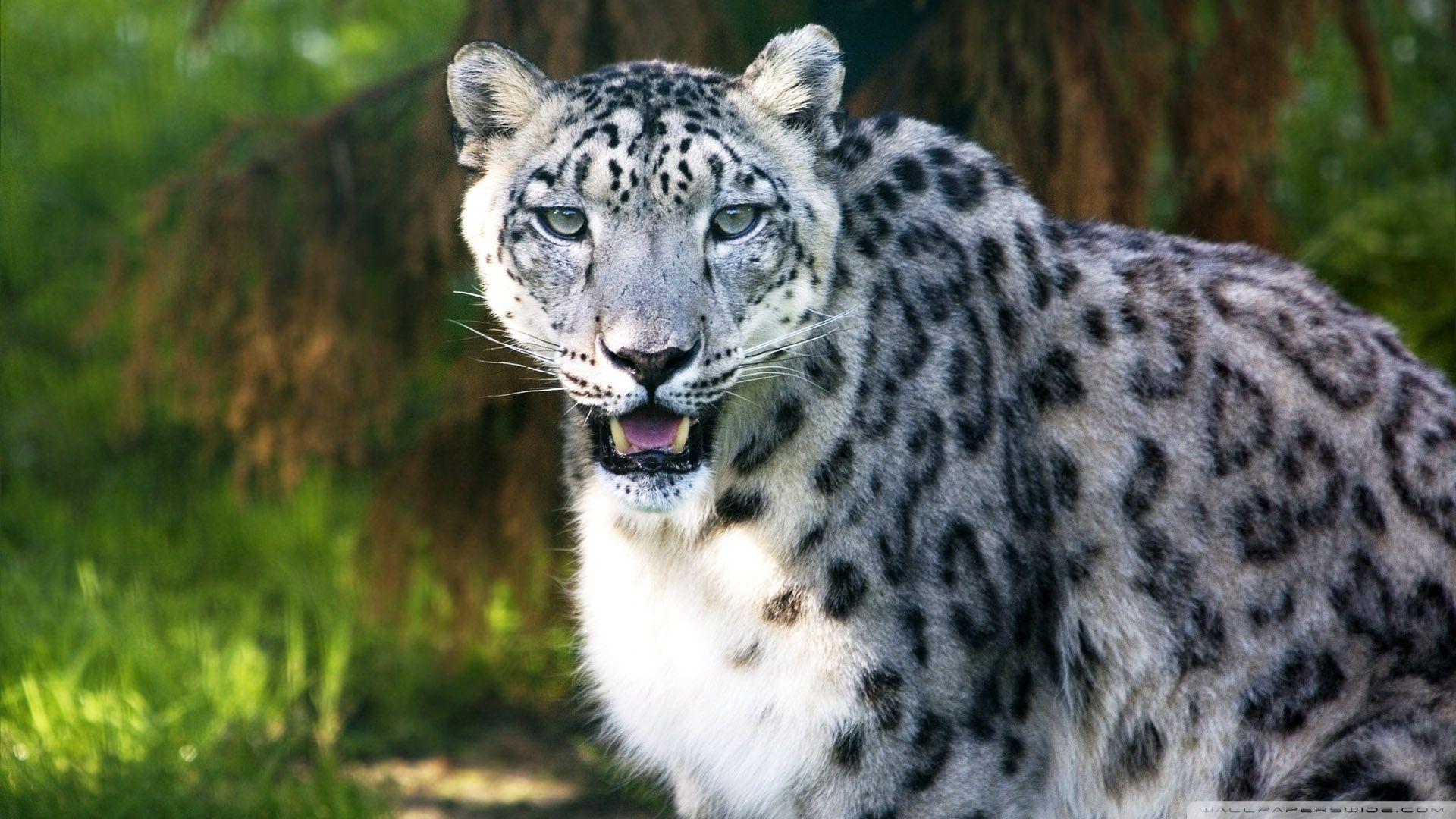 1920x1080 Snow Leopard Wild Animal ❤ 4K HD Desktop Wallpaper for 4K Ultra HD