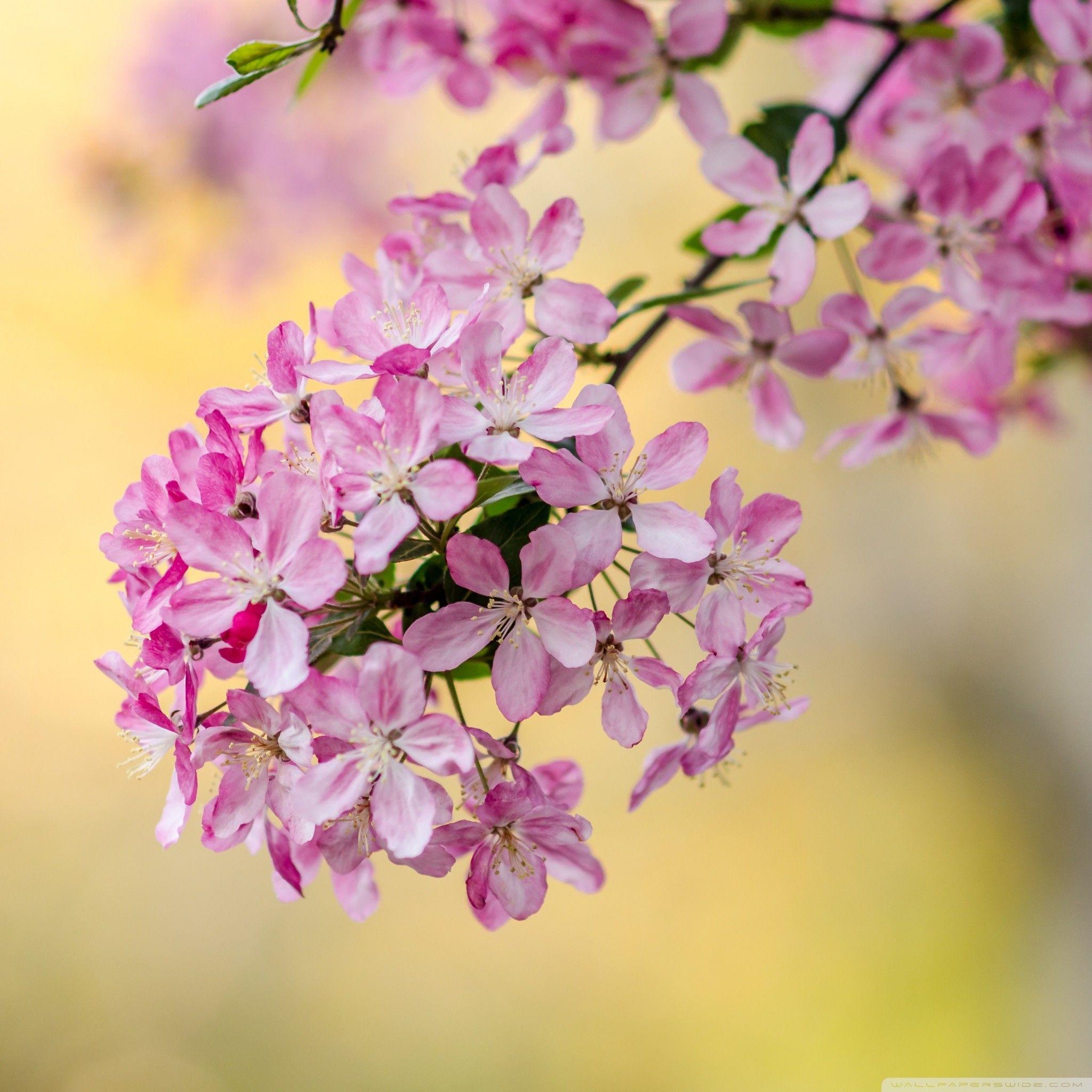 Cute Spring Wallpapers - Top Free Cute Spring Backgrounds - WallpaperAccess