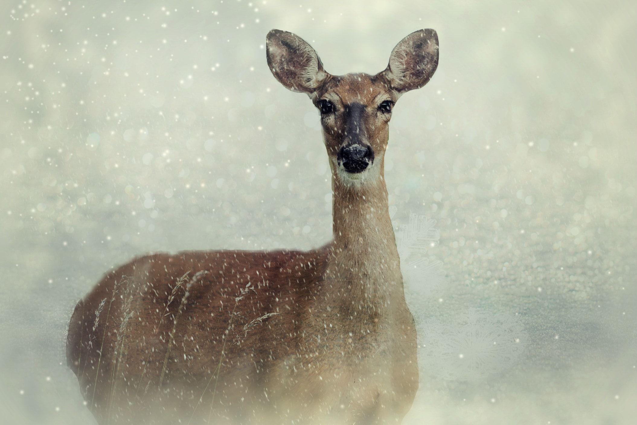 2110x1407 Roe Deer Animal Wild Animal Snow. Free Desktop HD