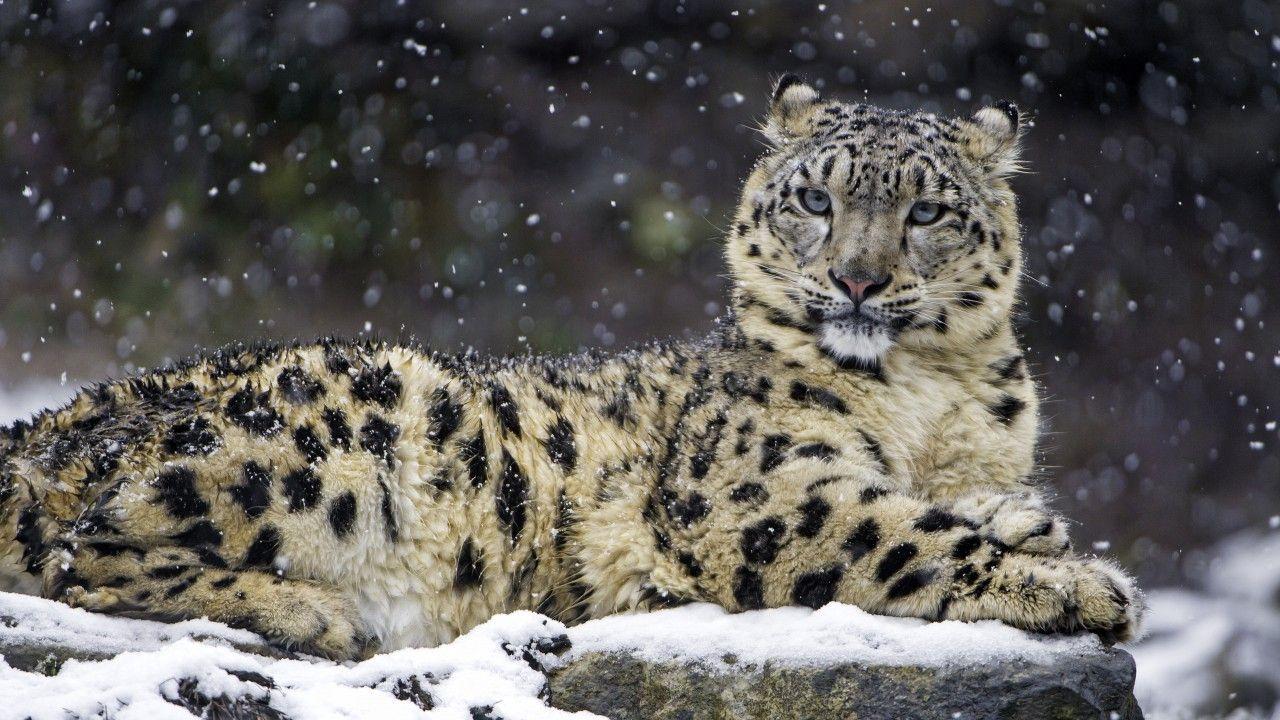 1280x720 Wallpaper Snow leopard, Female, Snow, 4K, Animals
