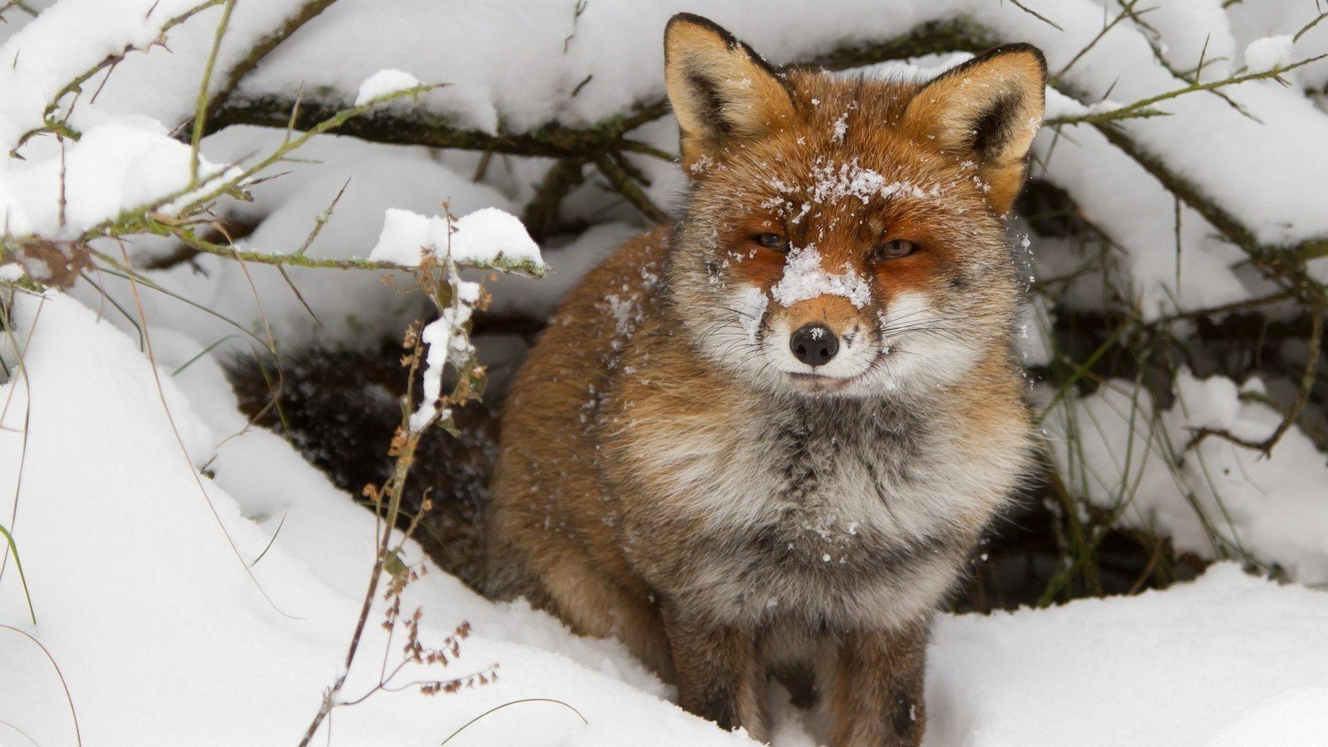 1920x1080 Snow Tag wallpaper: Outdoors Dogs Pets Animals Snow Photo