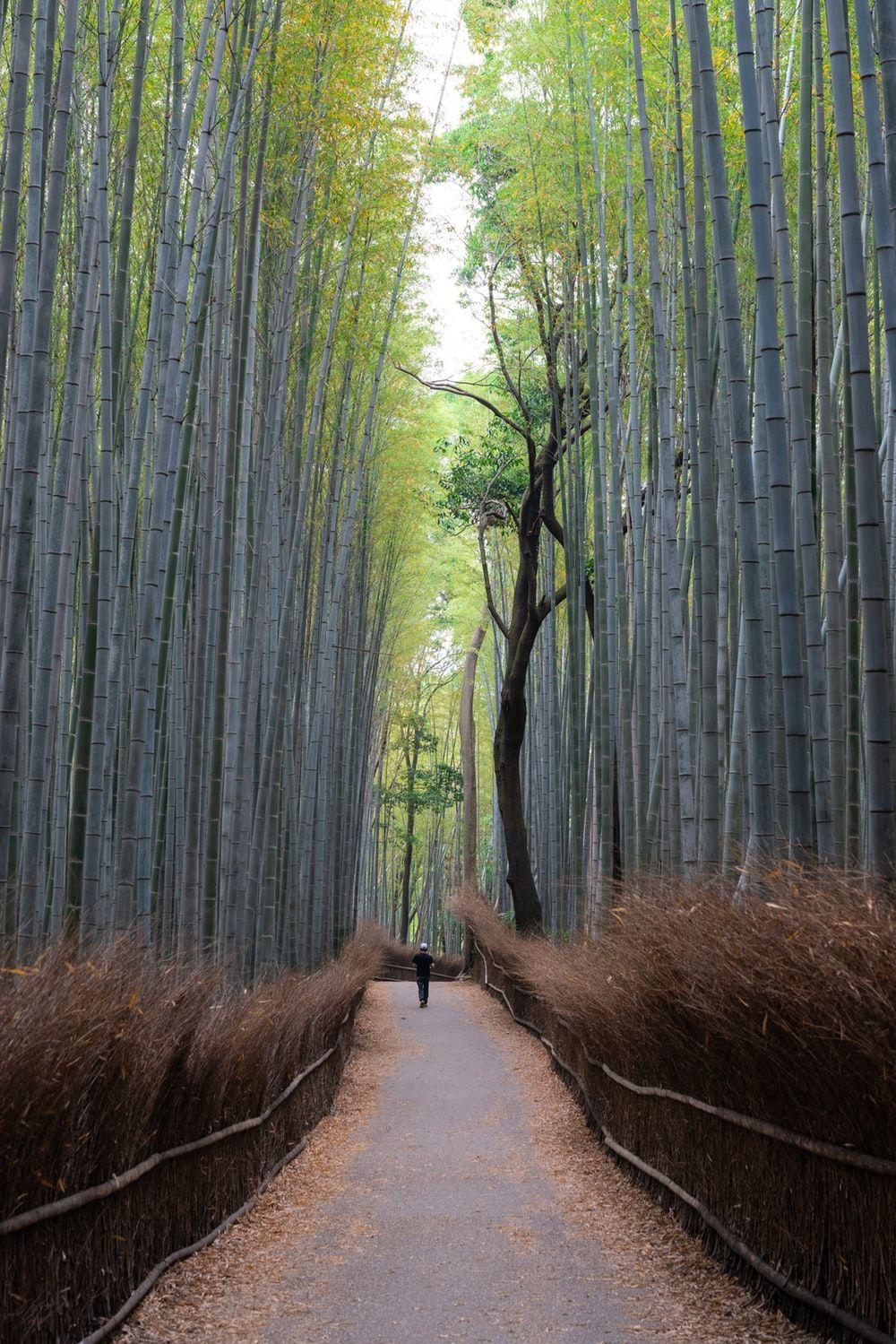 1000x1499 Arashiyama Bamboo Forest, Kyoto, Japan Picture. Download Free