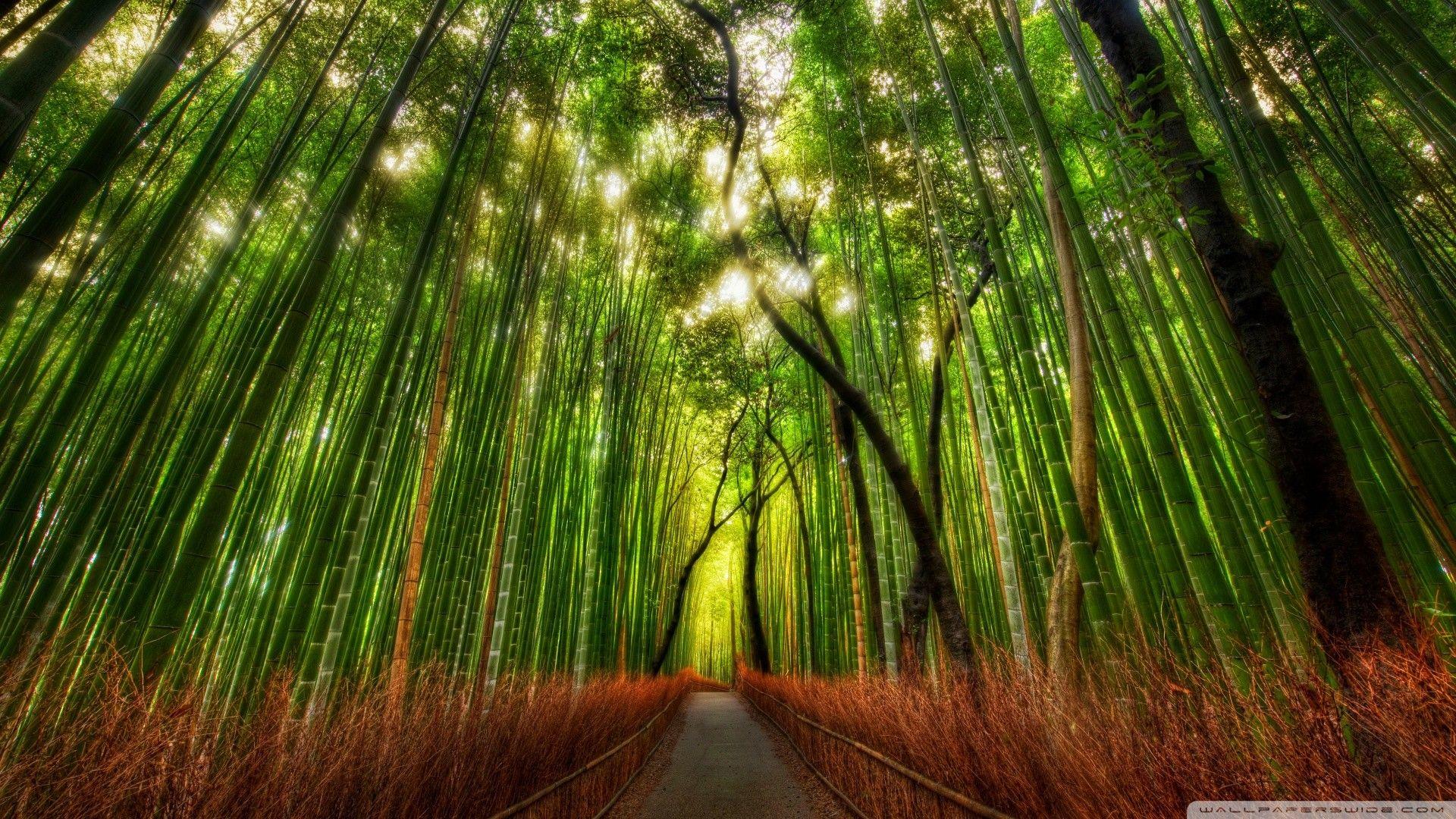 Japan Forest Wallpapers - Top Free Japan Forest Backgrounds