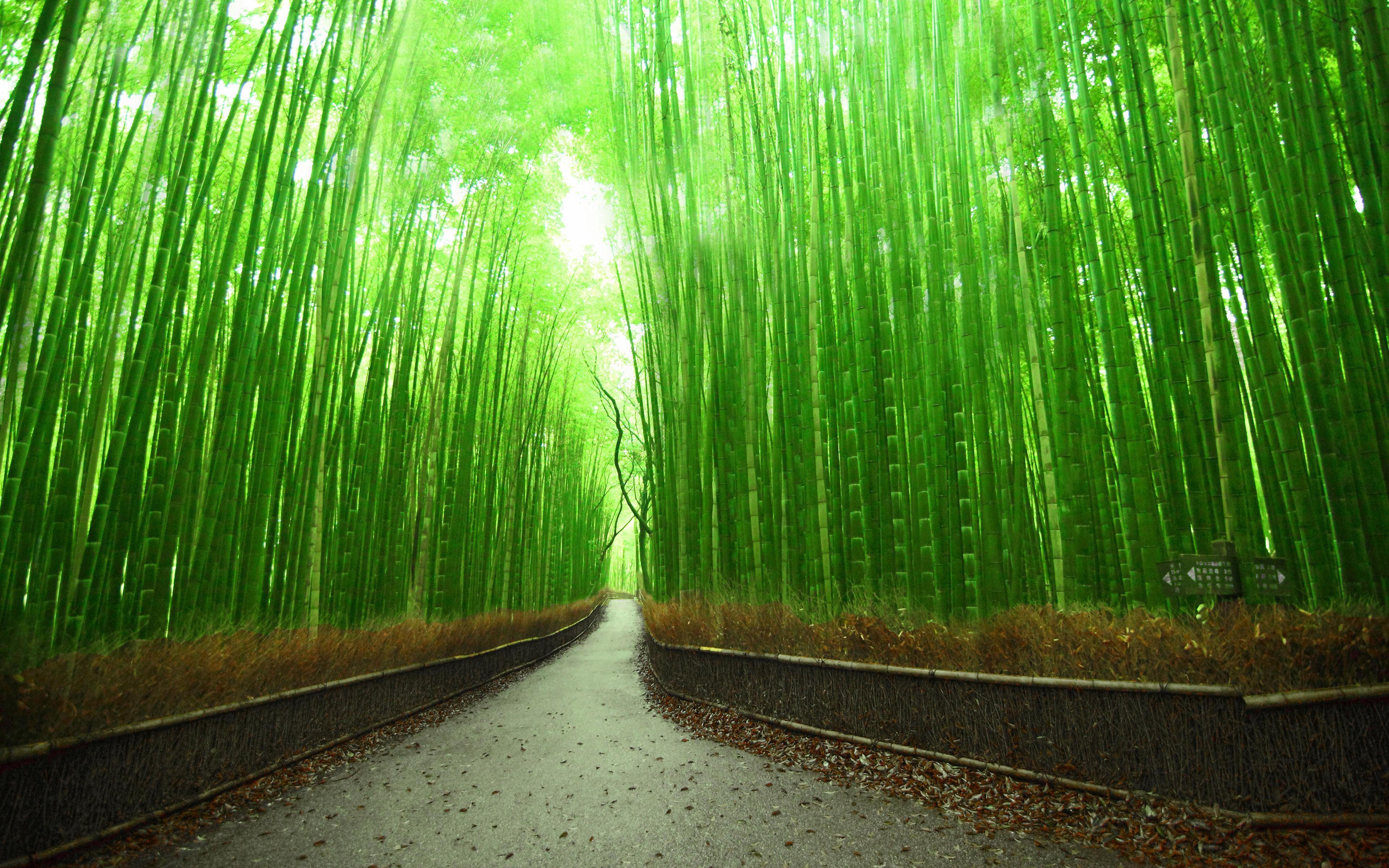 3840x2400 Sagano Bamboo Forest Wallpaper