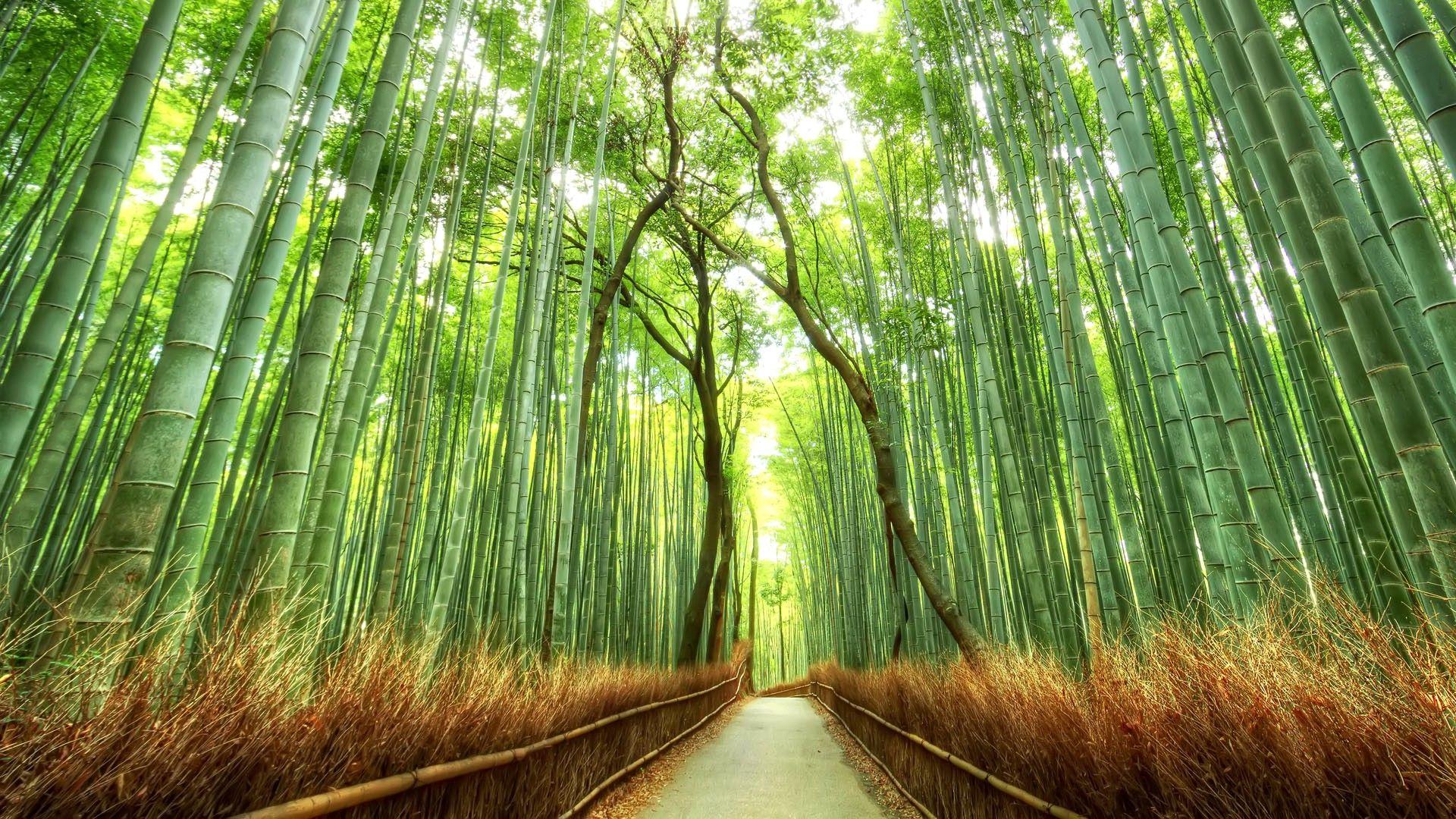 1920x1080 Bamboo Forest Japan Computer Wallpaper