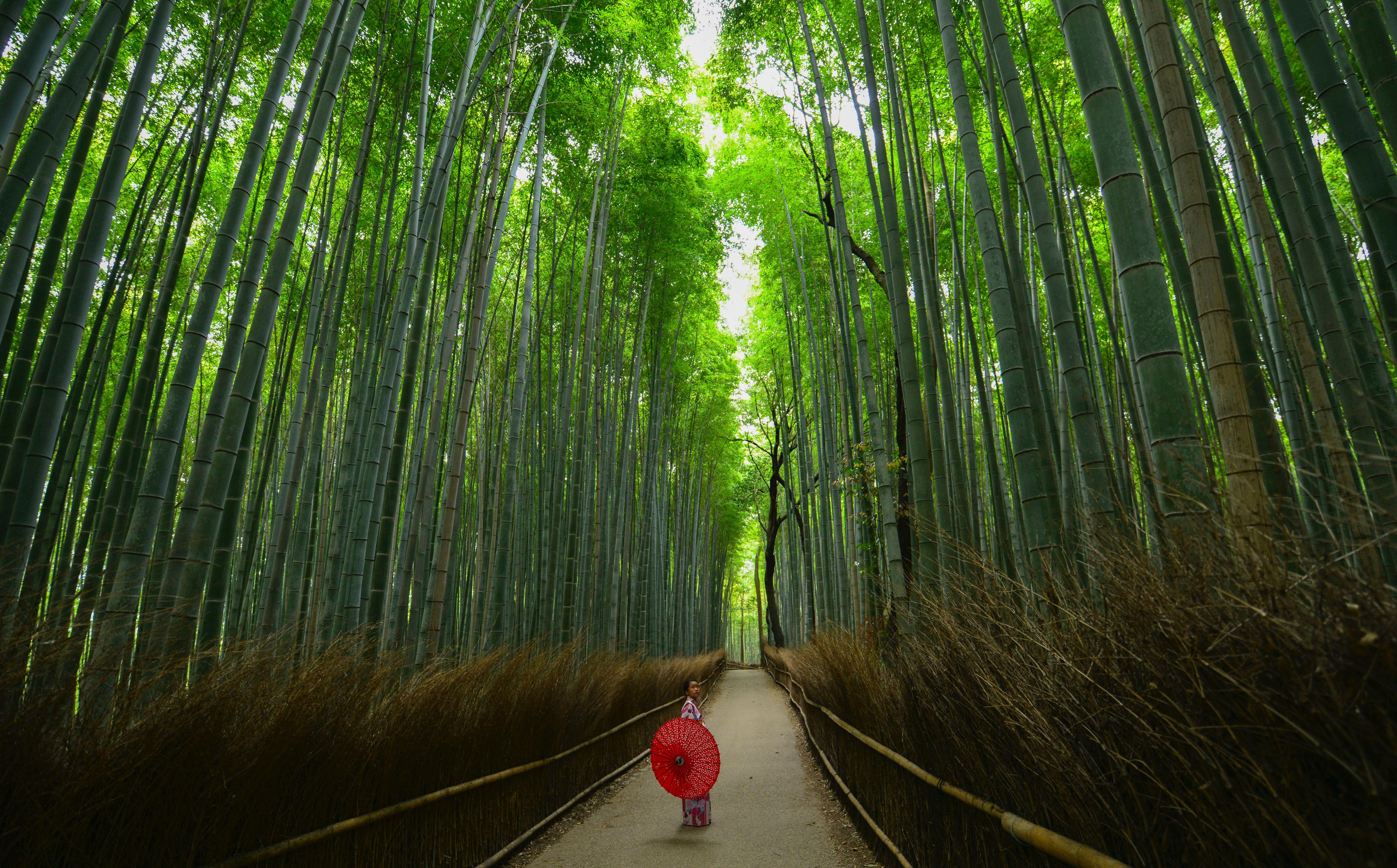 6898x4288 Arashiyama Bamboo Forest, Kyoto, Japan Picture. Download Free