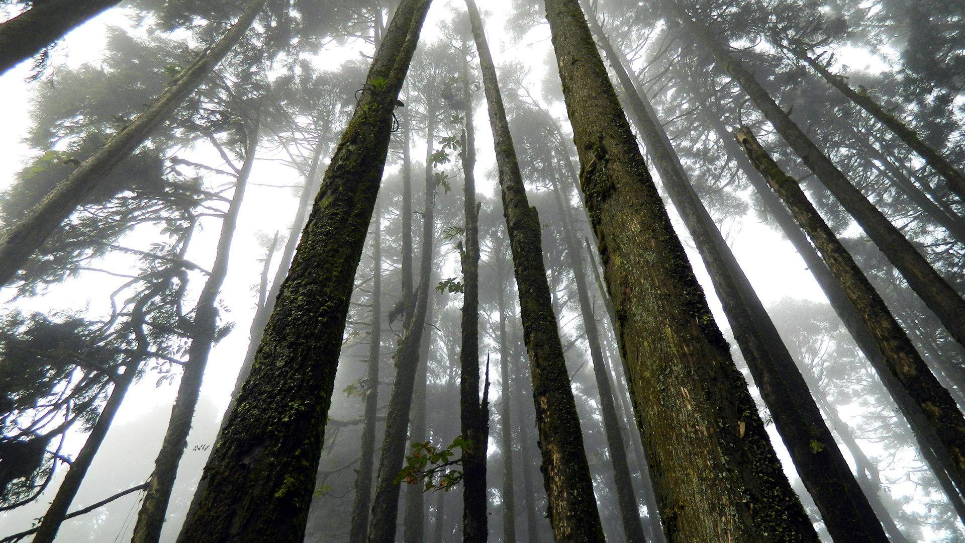 1920x1080 Japan Suicide Forest · Free