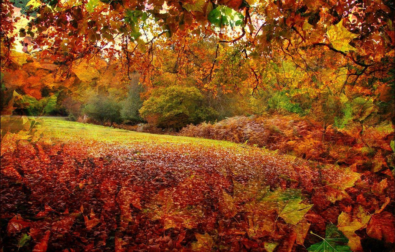 1332x850 Wallpaper autumn, forest, leaves, trees, rendering, collage