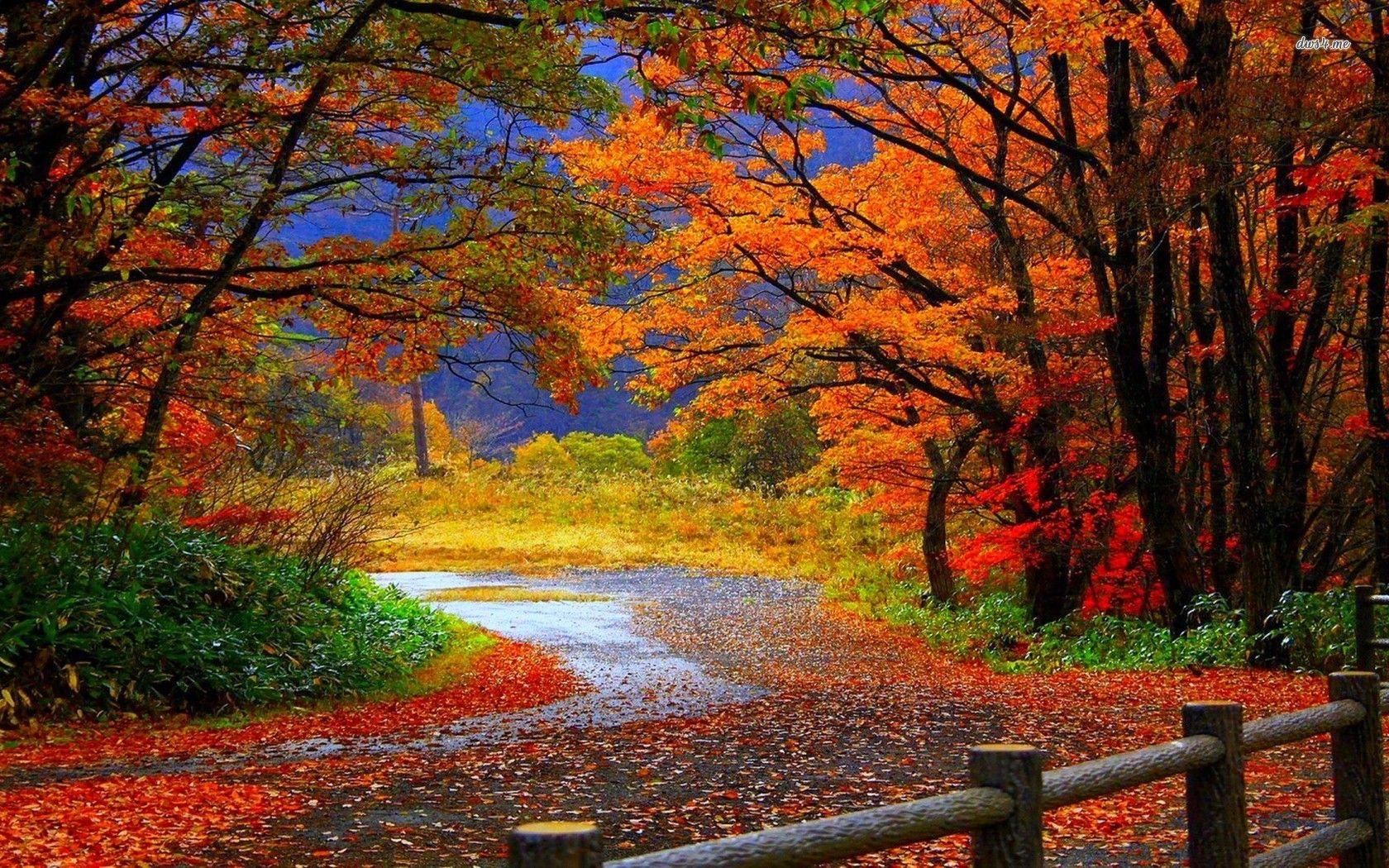 1680x1050 Windows Desktop Background: Windows Desktop Background Autumn