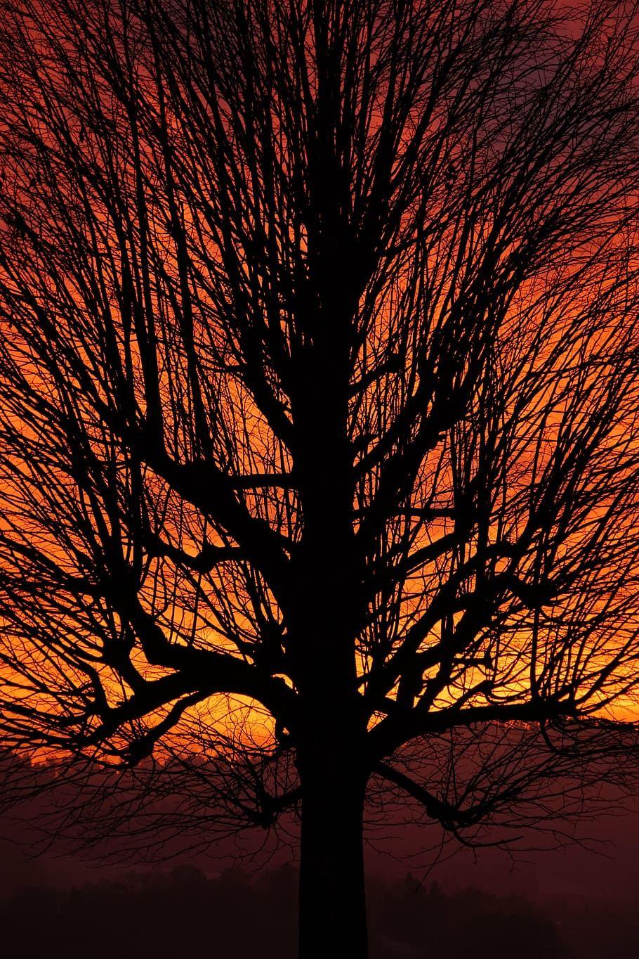910x1364 HD wallpaper: tree, sunset, aesthetic, branches, tribe, solitary