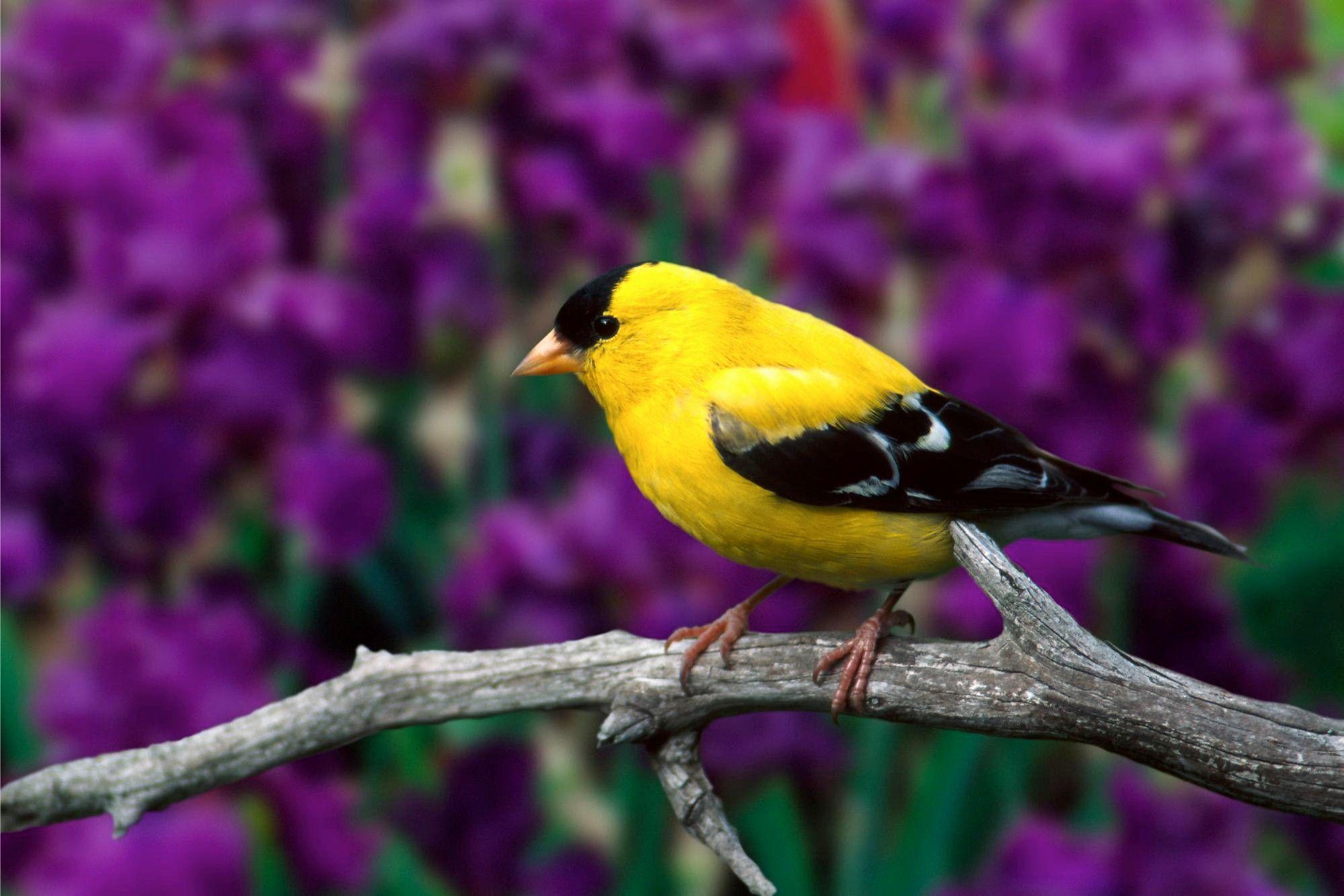 1999x1333 Small Yellow Bird Wallpaper