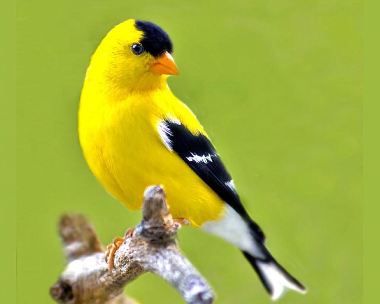 beautiful yellow birds