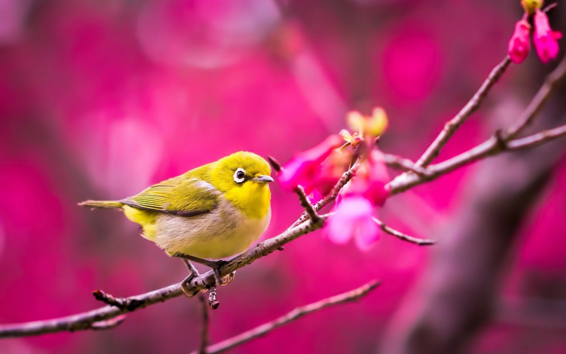 Spring Birds Desktop Wallpapers - Top Free Spring Birds Desktop