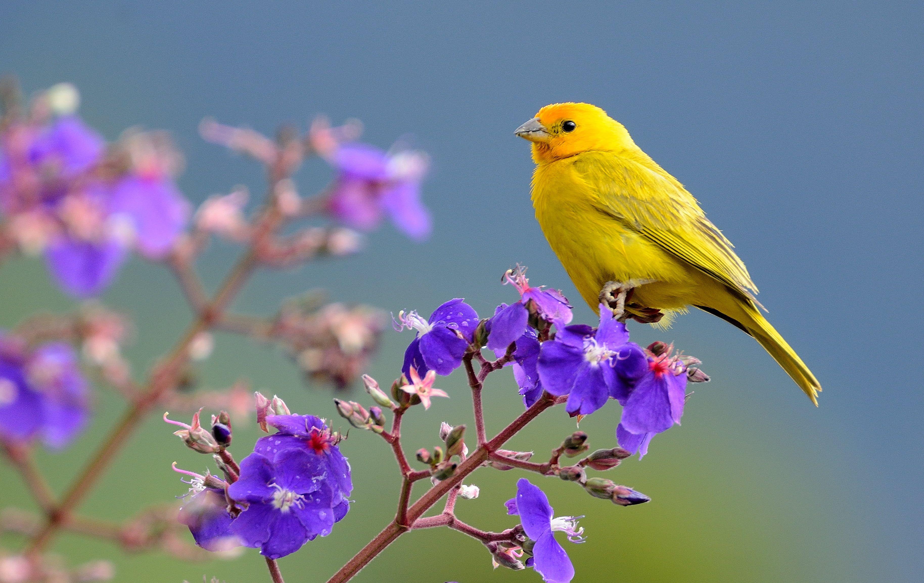 beautiful yellow birds