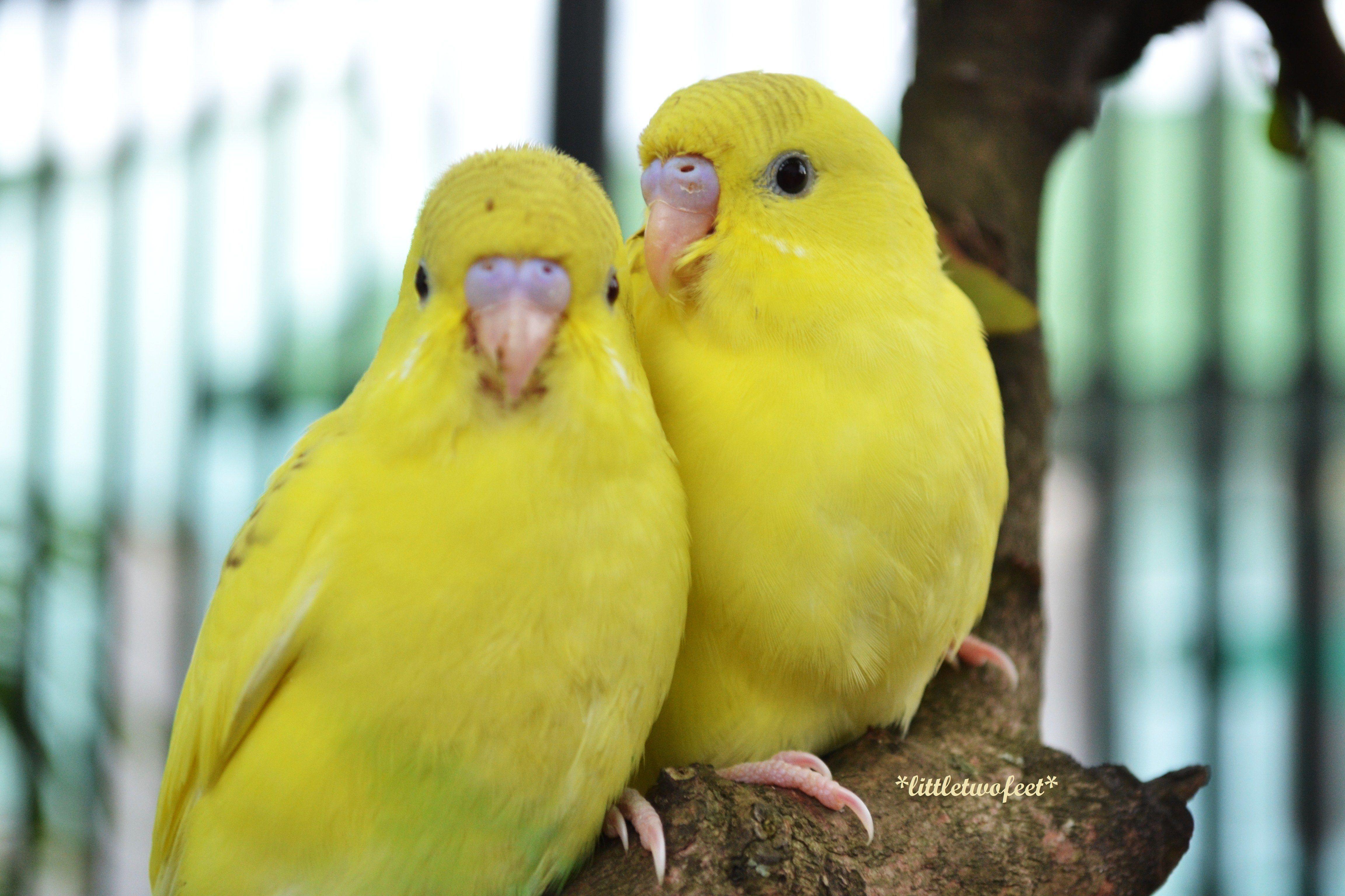 4608x3072 Free Live Wallpaper for Android Yellow Birds Wallpaper. Papağanlar