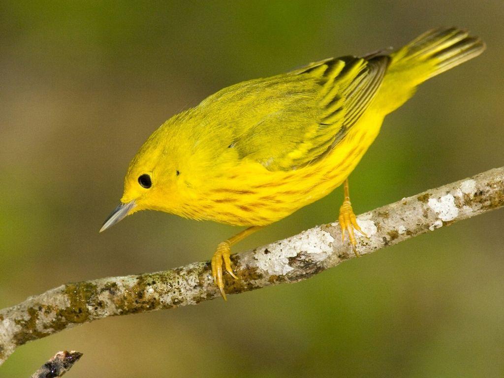 Yellow Bird Wallpapers - Top Free Yellow Bird Backgrounds - WallpaperAccess