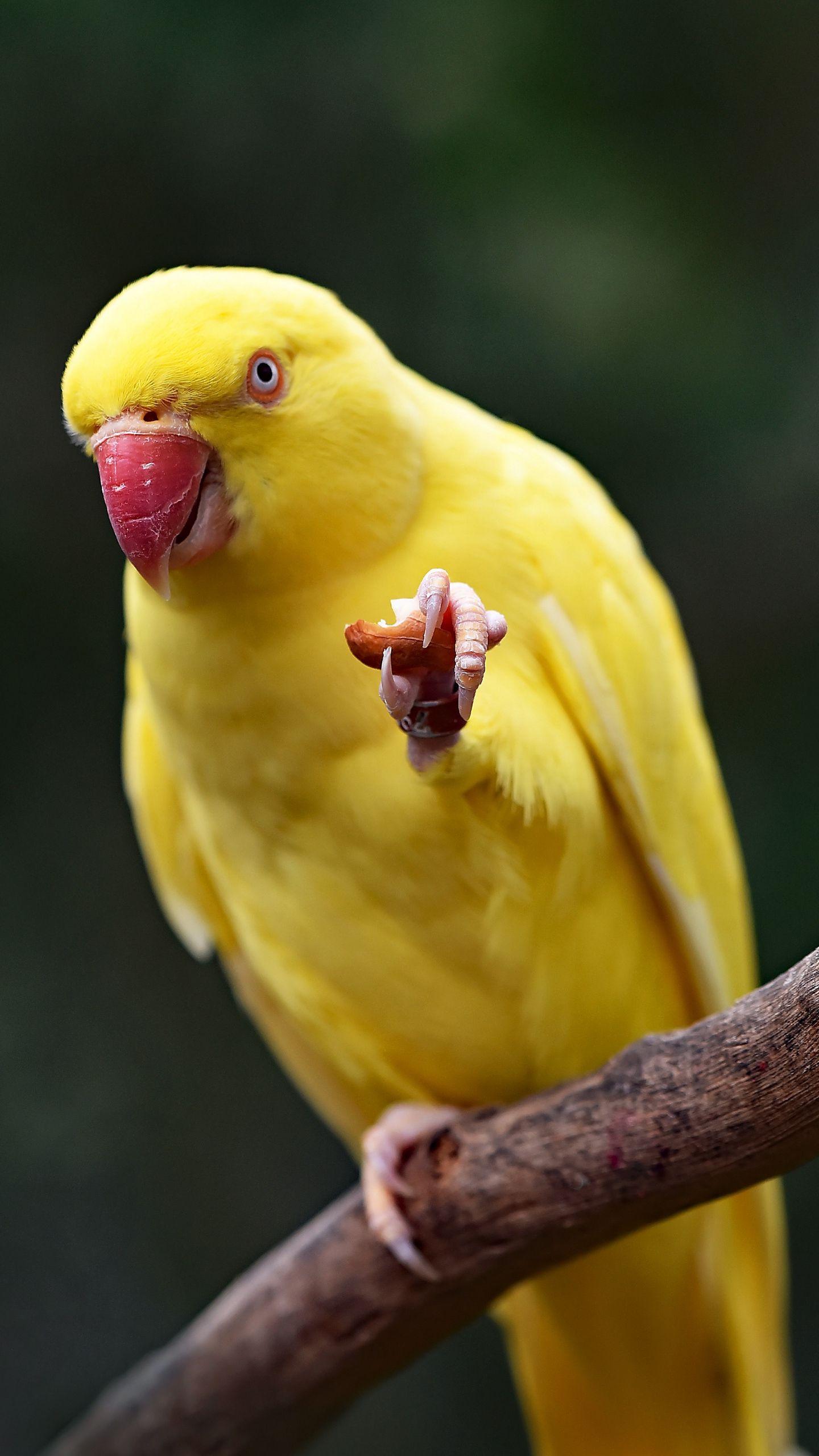 yellow-bird-wallpapers-top-free-yellow-bird-backgrounds-wallpaperaccess