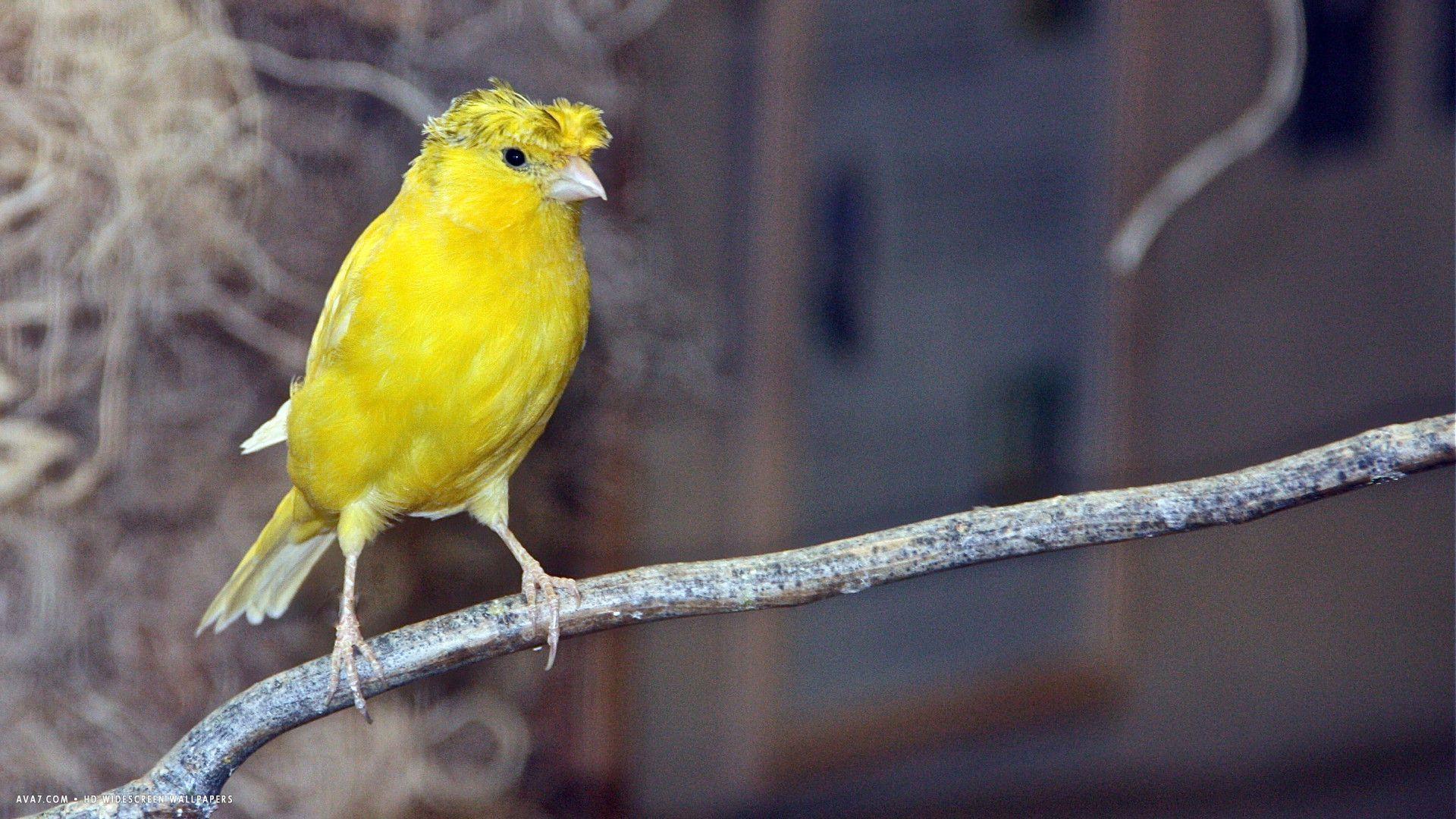 Canary Bird Wallpapers - Top Free Canary Bird Backgrounds - WallpaperAccess