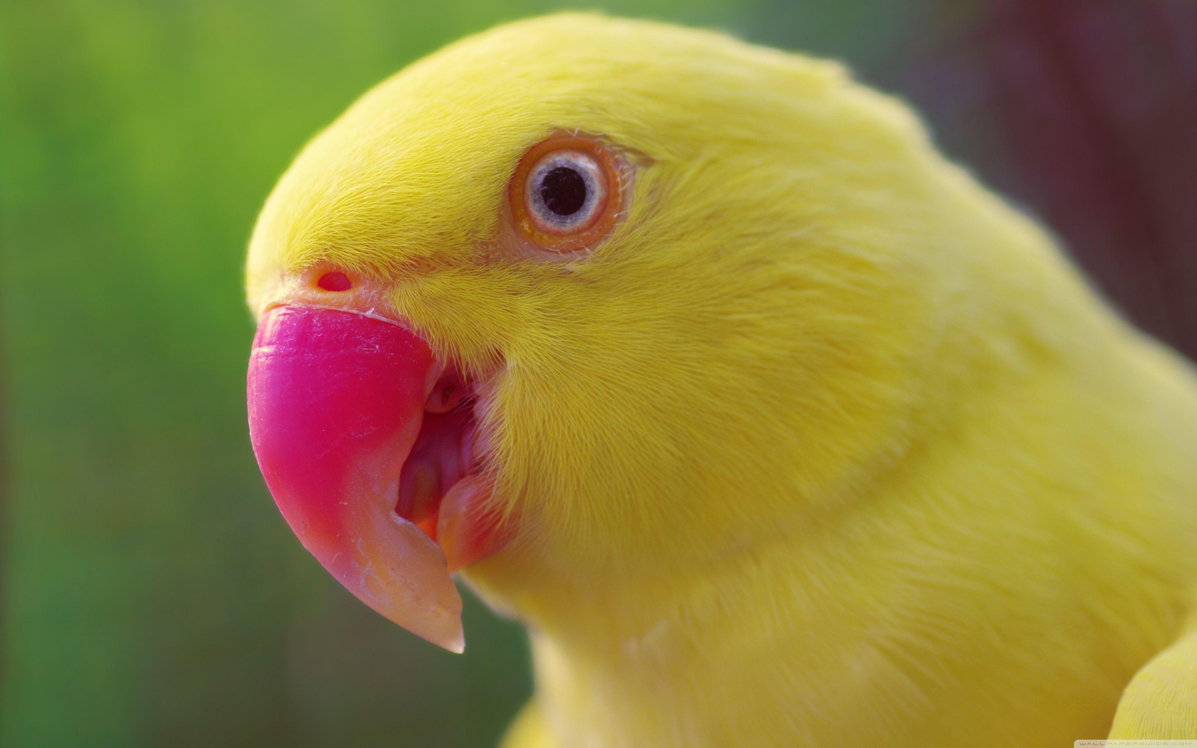 3840x2400 Yellow And Pink Bird