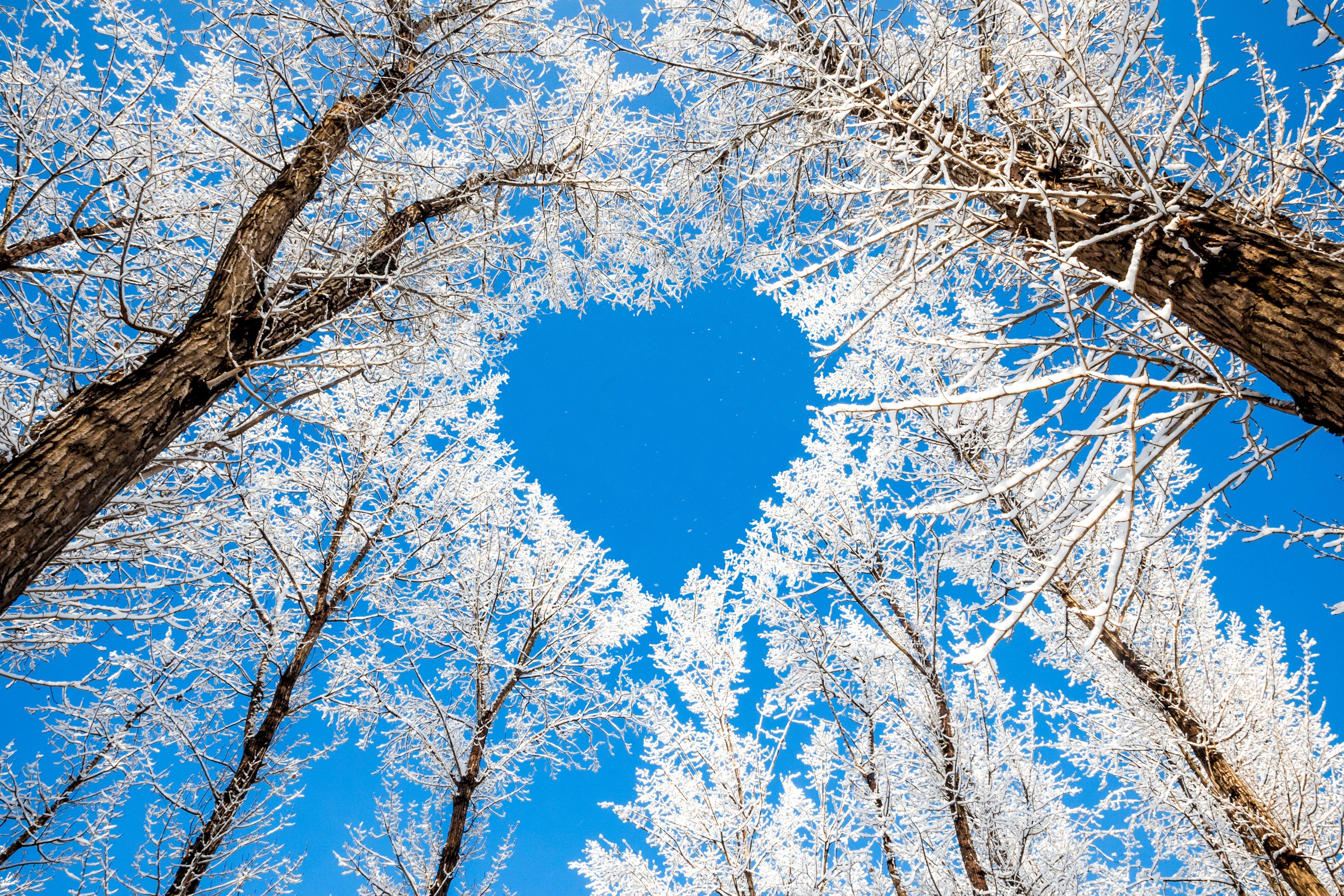 5846x3897 trees, Branches, Winter, Nature, Snow, Sky, Heart, Heart, Love