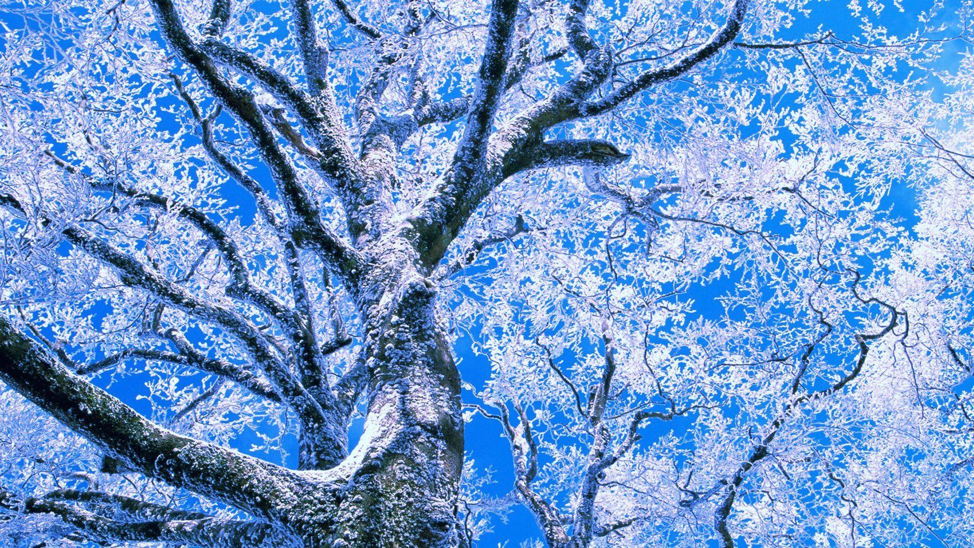 1920x1080 Free download Download Winter Love Background [1920x1080]