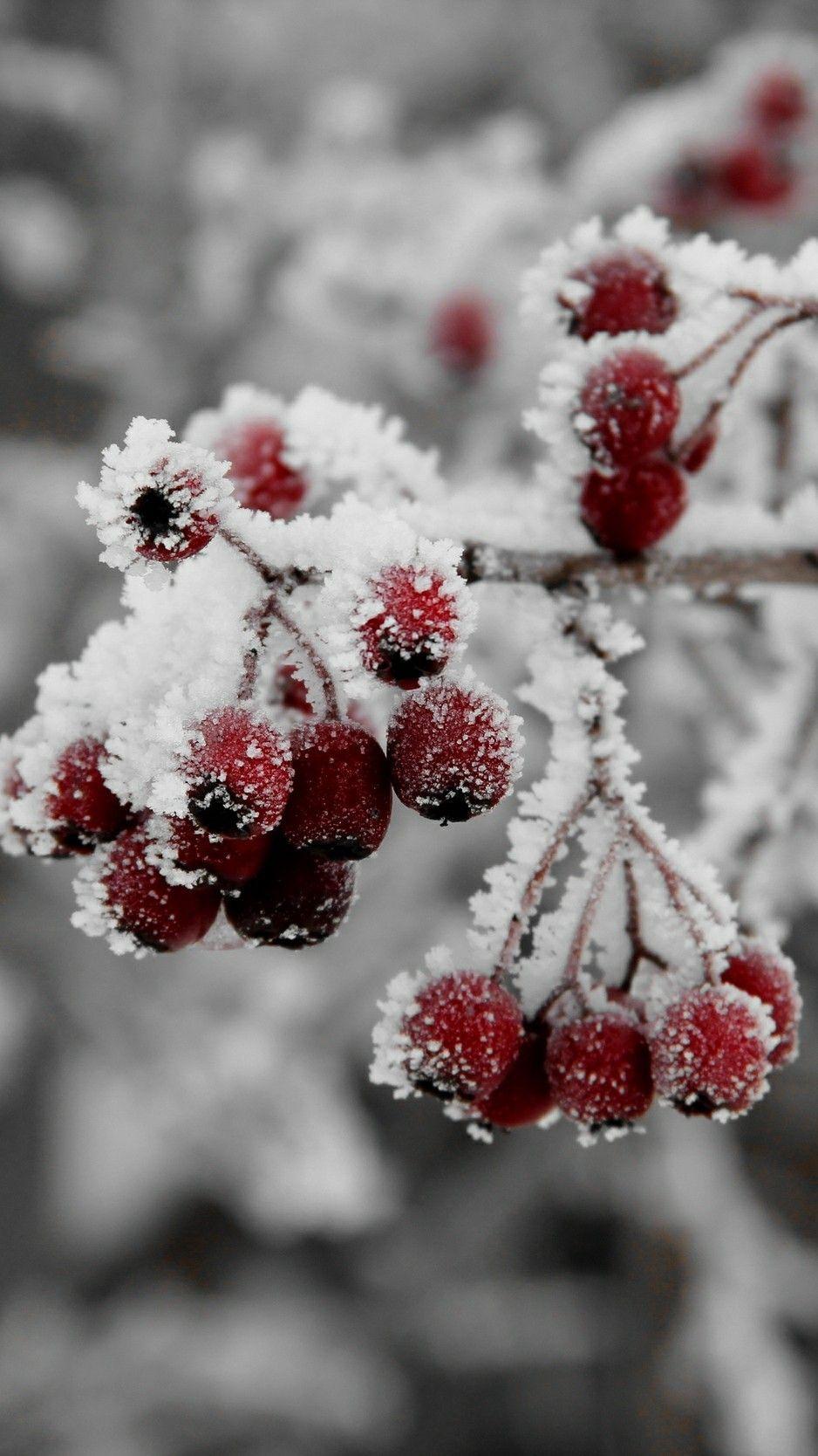 938x1668 Winter Wonderland. Wallpaper iphone