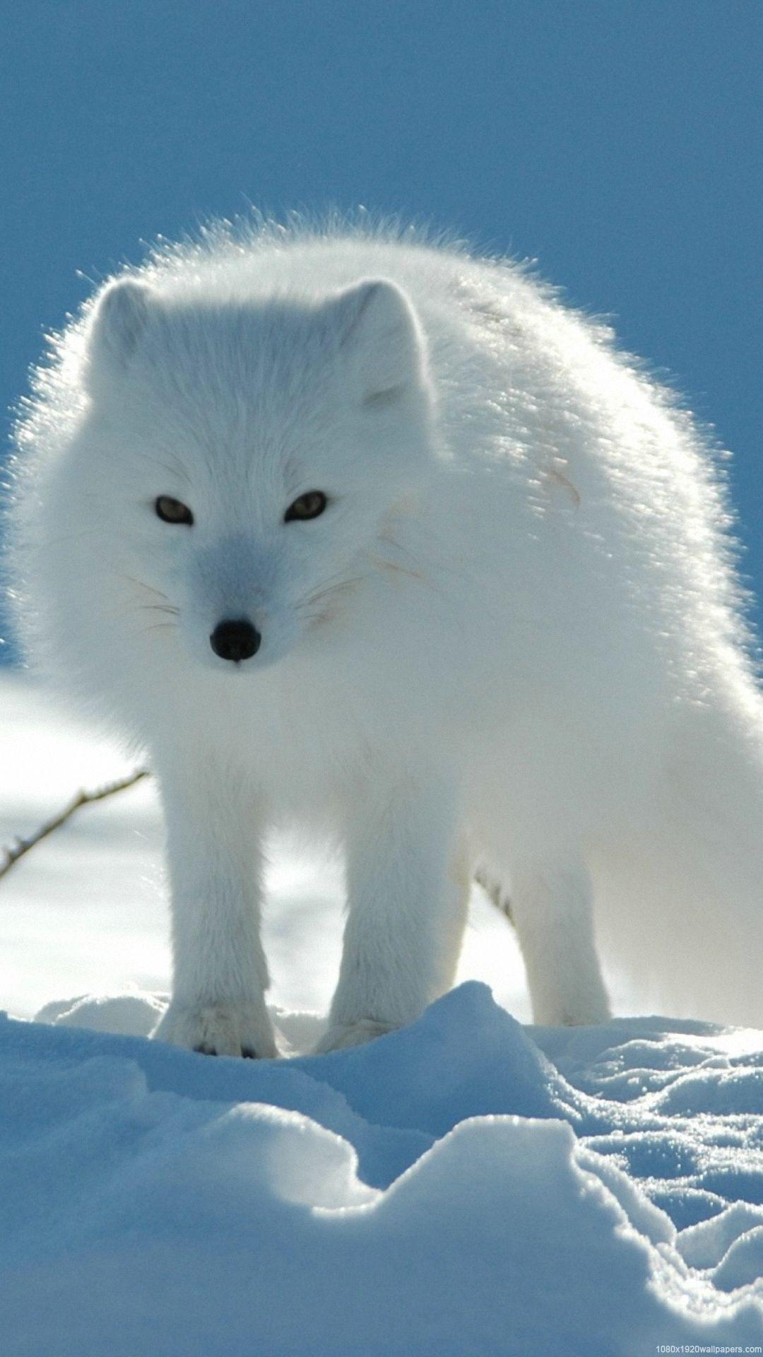 1080x1920 Sunshine Animal Winter Love Snow White Wallpaper HD